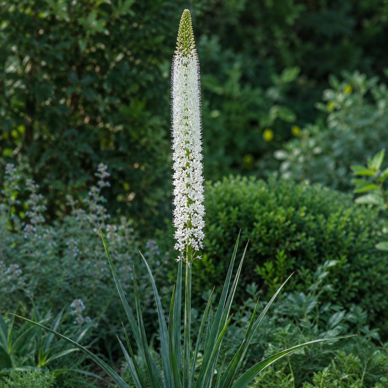 Eremurus Linedance