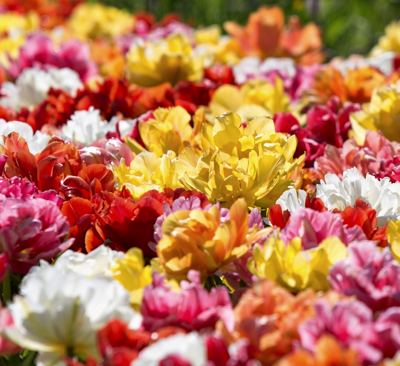 Gefüllte frühe Tulpen Pre Mix Murillo-Mischung mit dicht gefüllten Blüten in Gelb, Rosa, Rot, Orange und Weiß – farbenfrohe Murillo-Tulpenmischung für den Frühlingsgarten ab April
