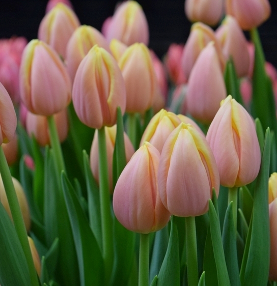 52215_Triumph-Tulpen Mango Charm_1 Nahaufnahme mehrerer pfirsichfarbener Tulpen mit zarten gelben Spitzen in einem dichten Bund, umgeben von grünen Blättern