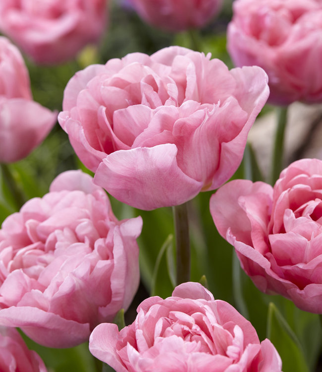 Nahaufnahme von gefüllten rosa Tulpen mit üppigen Blütenblättern und grünen Stängeln im Garten
