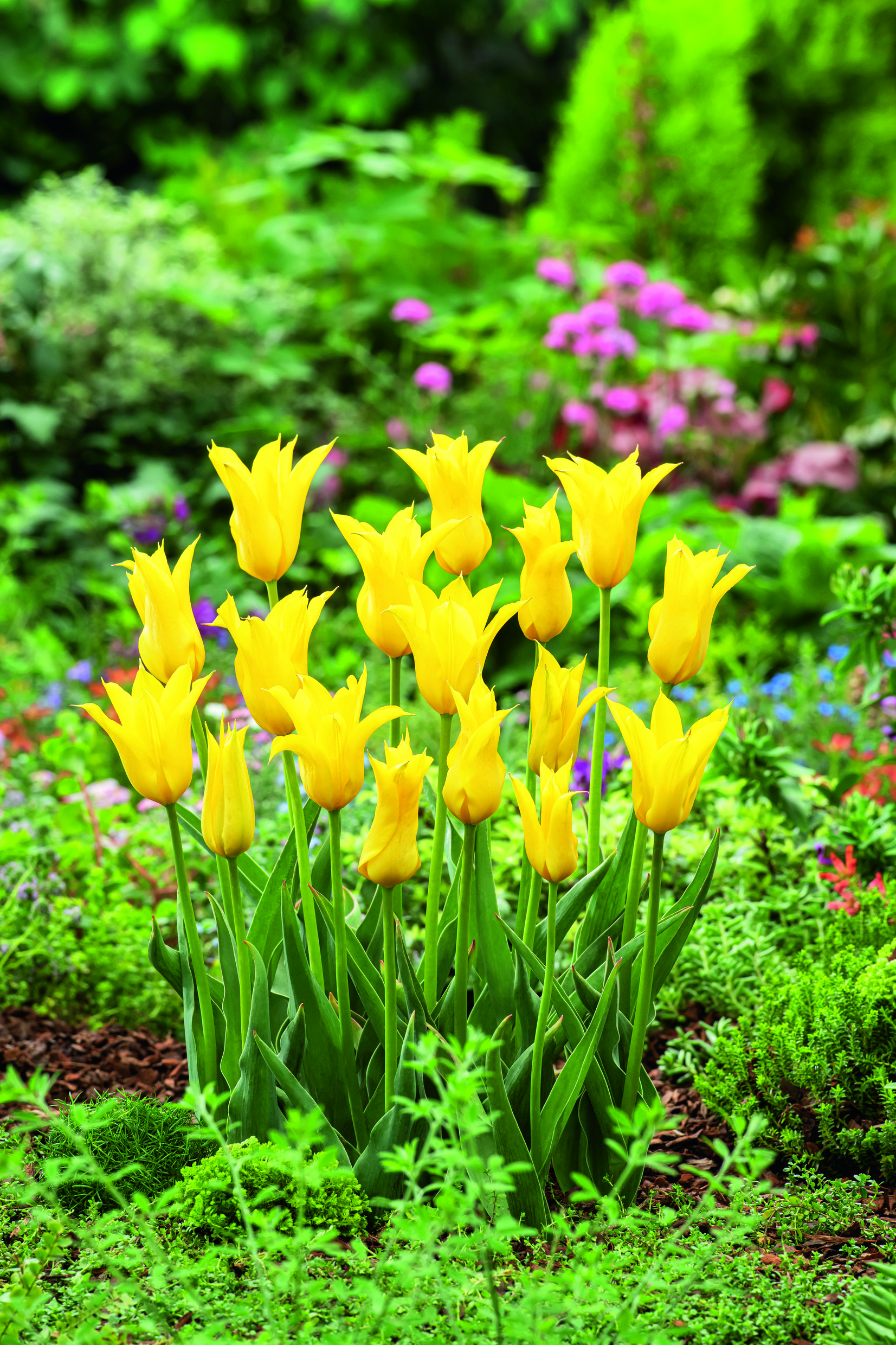 Nahaufnahme gelber Spitz-Tulpen mit geöffneten Blüten in einem grünen Gartenbeet, umgeben von bunten Stauden und Bodendeckern