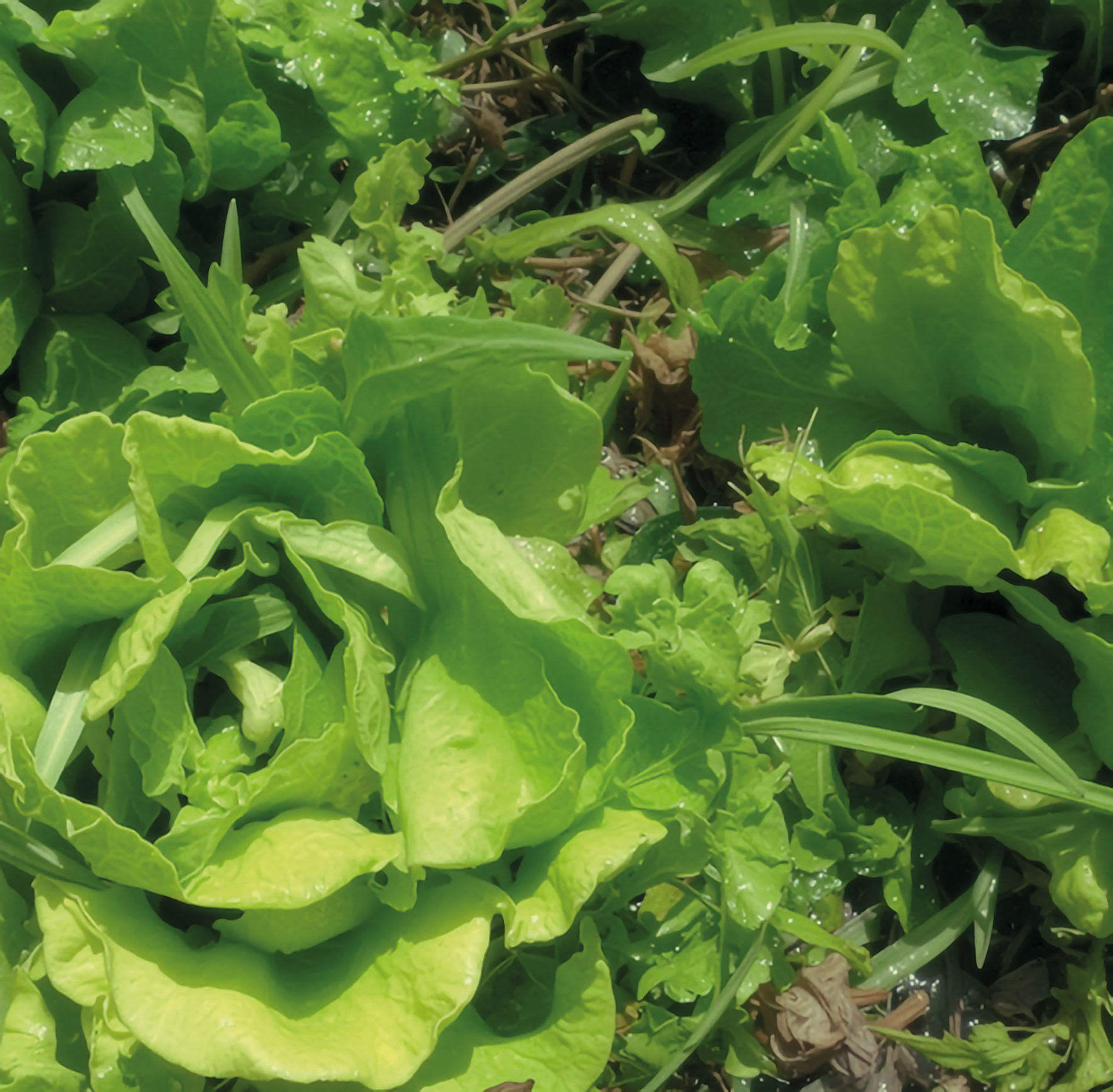 Kopfsalat Stuttgarter Sommer