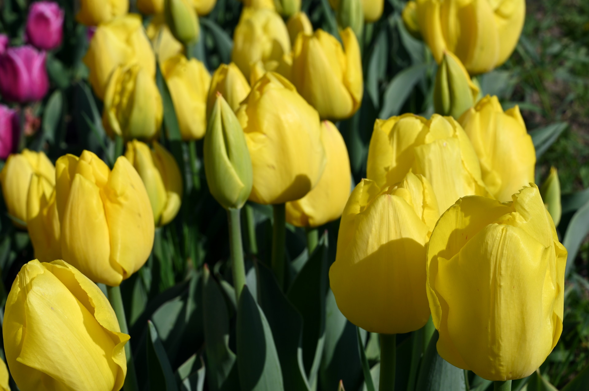 Triumph-Tulpen Kikomachi mit leuchtend gelben, klassisch geformten Blüten im Beet, ideal für frühlingshafte Rabatten und Kübel an sonnigen bis halbschattigen Standorten