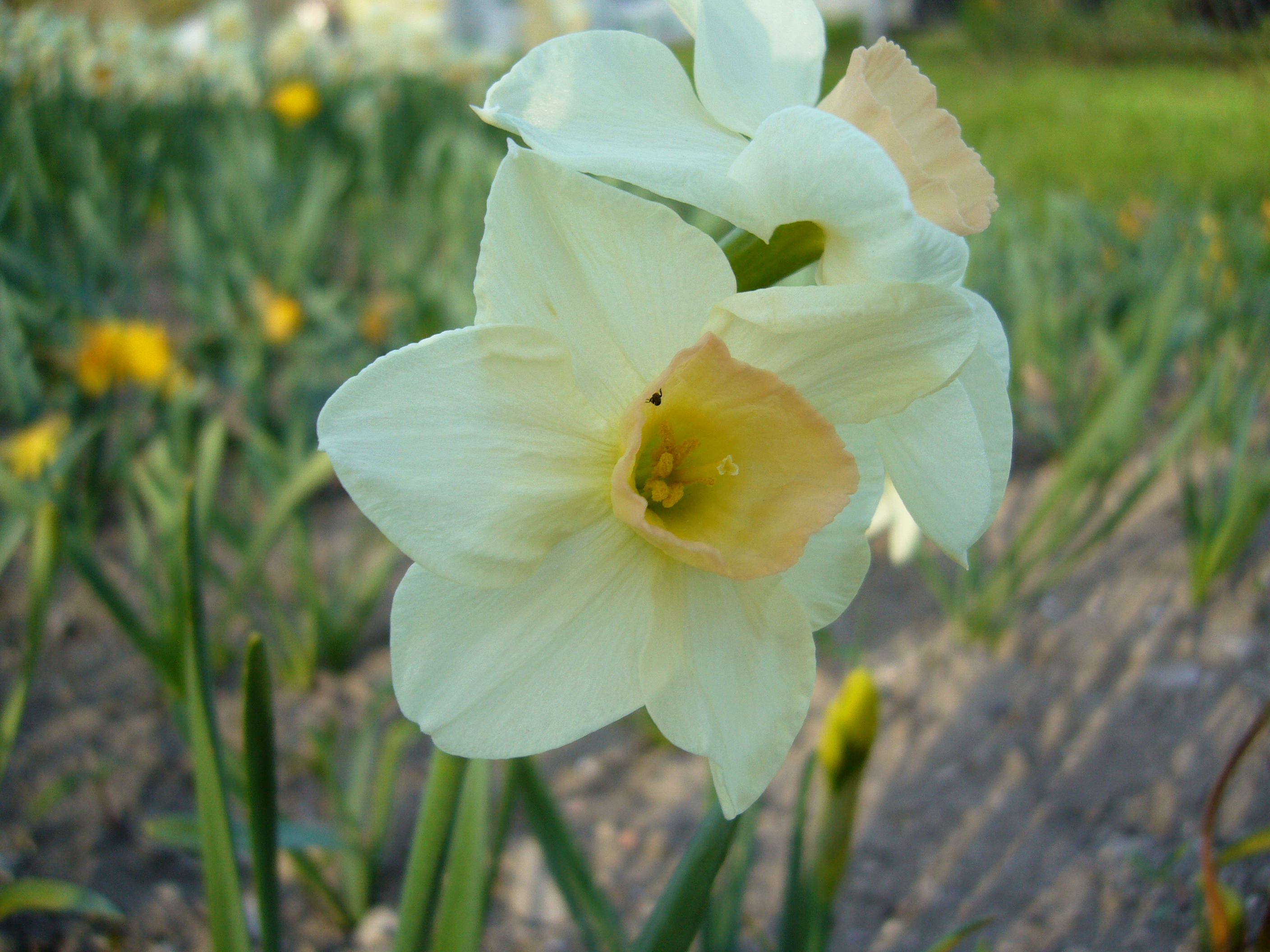 53281_Jonquilla-Narzissen Bell Song_2 Nahaufnahme einer cremeweißen Narzisse (Narcissus) mit hellgelber bis zartrosa Trompete in einem Blumenbeet; unscharfer Hintergrund mit grünen Blättern und gelben Blüten.
