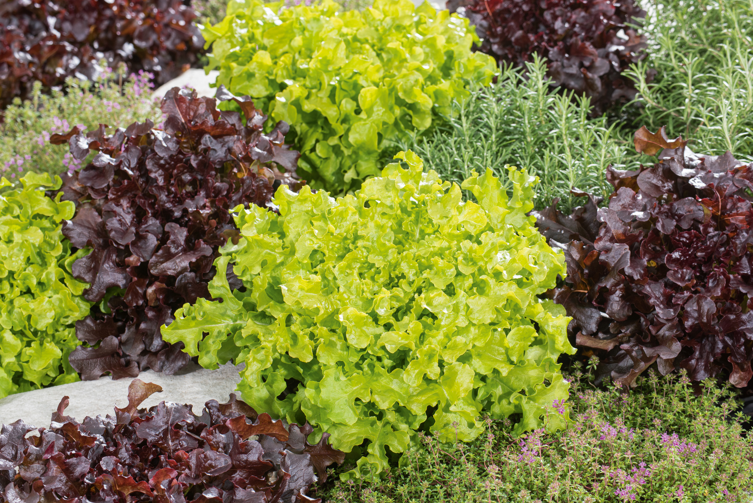 93129_Eichblattsalat Salad Bowl Mix (Bio Nahaufnahme: frischer Kopfsalat-Mix mit grünen und roten Eichblatt-Salatköpfen im Kräuterbeet, feuchte gewellte Blätter