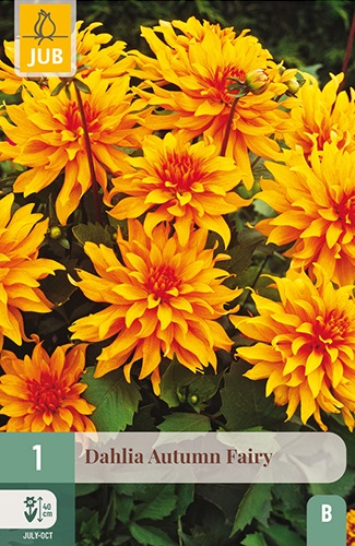 Beet-Dahlie Autumn Fairy