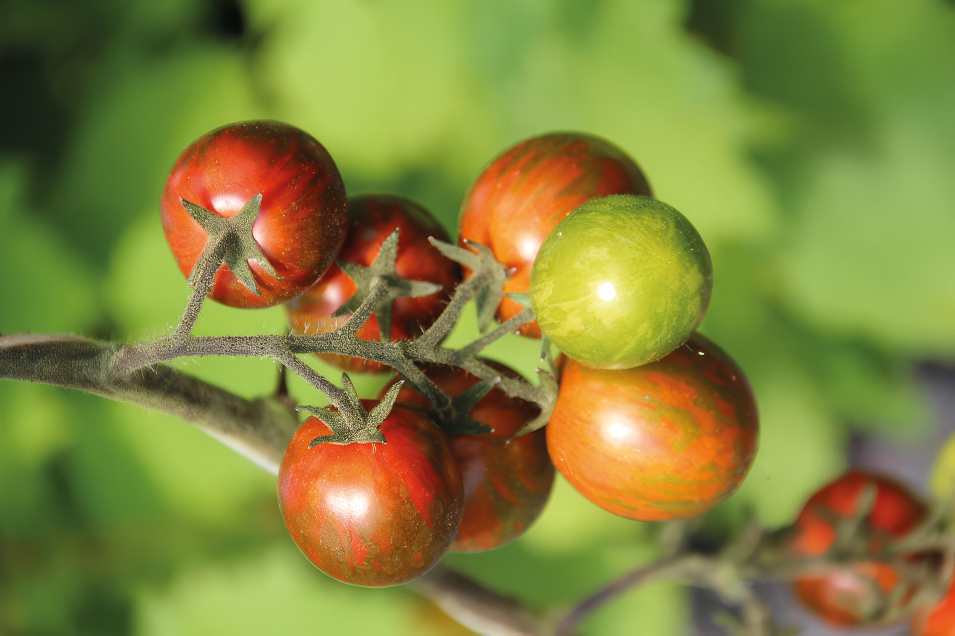 Cocktailtomate Cherry Zebra