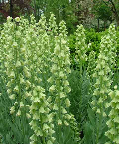 Mehrere hohe Stängel des grünen Fingerhuts (Digitalis) mit zahlreichen hellgrünen, glockenförmigen Blüten vor dichtem Laub im Garten