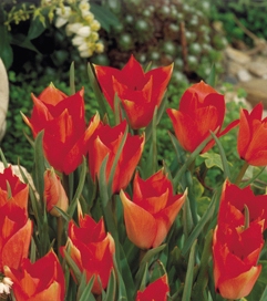52955_Tulipa batalini Red Jewel_1 Nahaufnahme von Tulpen in Rot und Orange im Blumenbeet, mit grünem Laub und unscharfem Gartenhintergrund