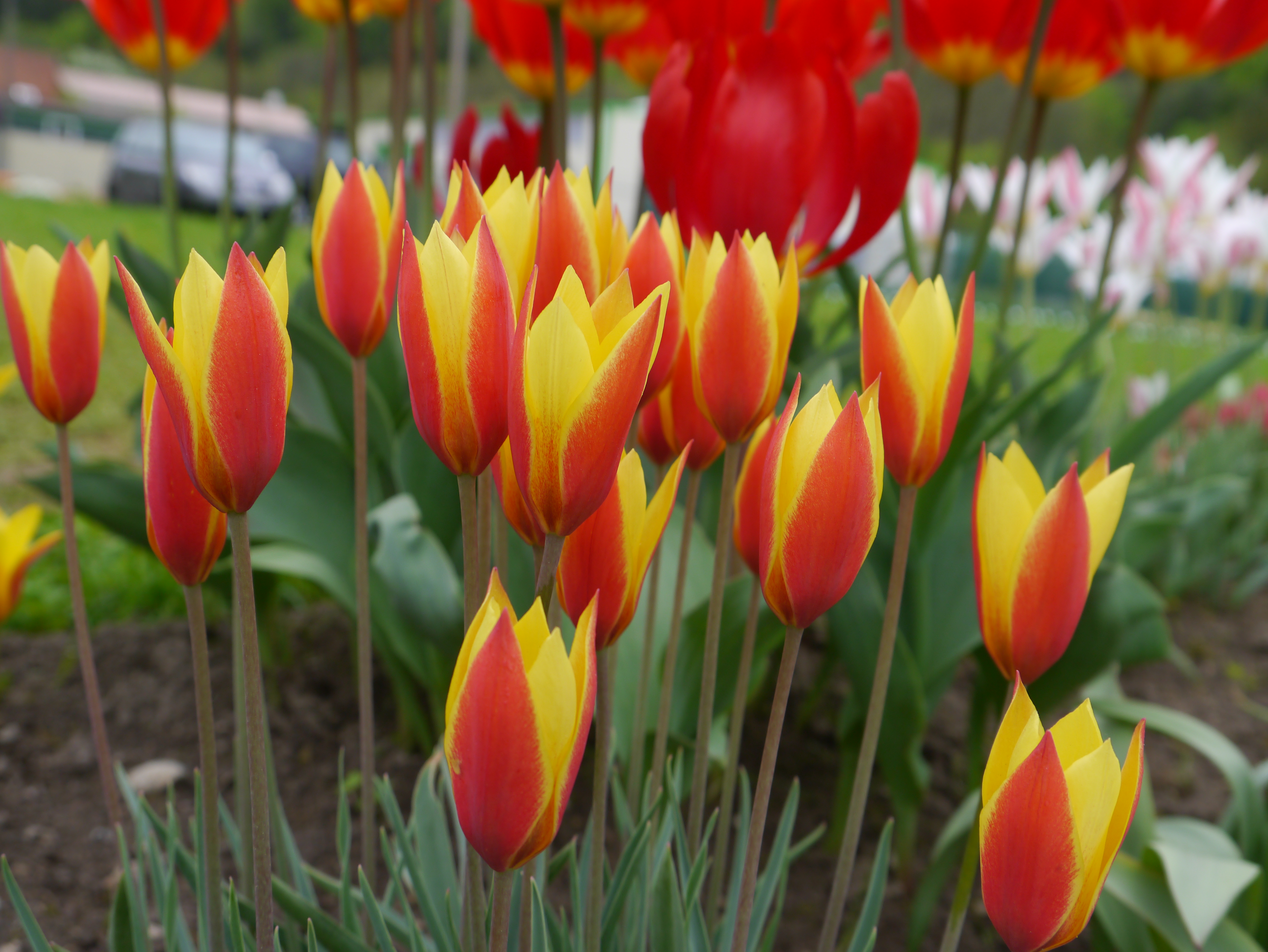 Tulipa clusiana var. chrysantha Tubergen´s Gem mit gelben, außen rötlich schattierten, spitz zulaufenden Blüten als duftende Wildtulpe im Beet
