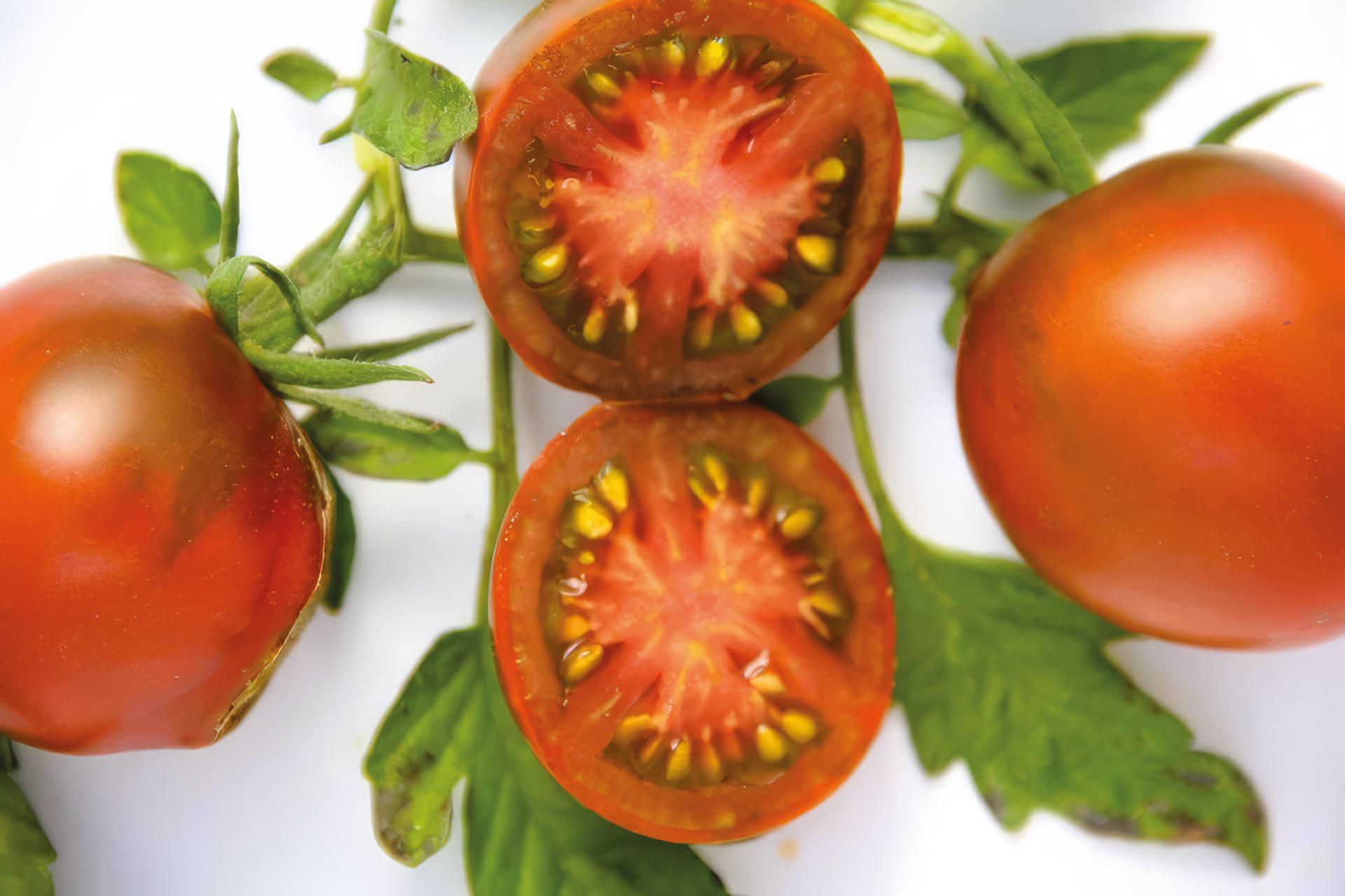 Fleischtomate Schwarzer Prinz