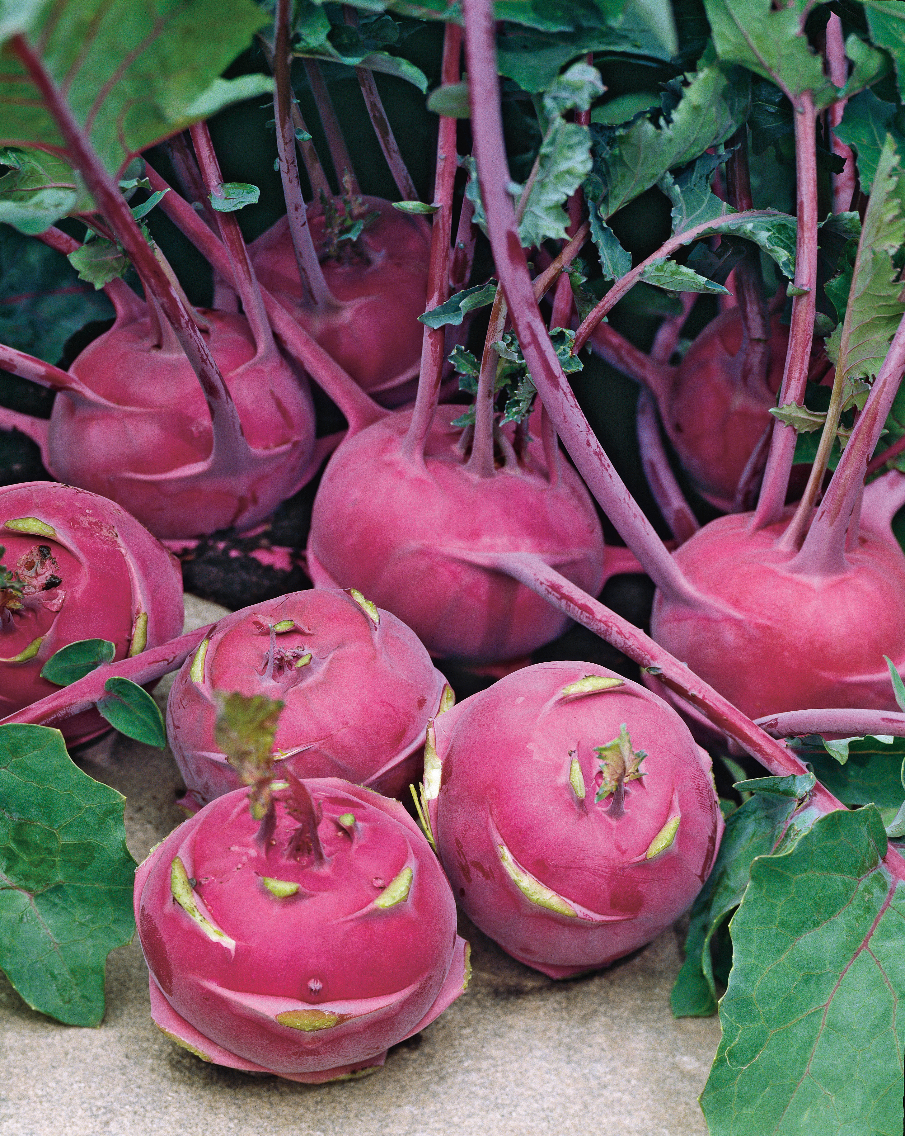 Nahaufnahme mehrerer frischer violetter Kohlrabi-Knollen mit langen Stängeln und grünen Blättern auf hellem Untergrund