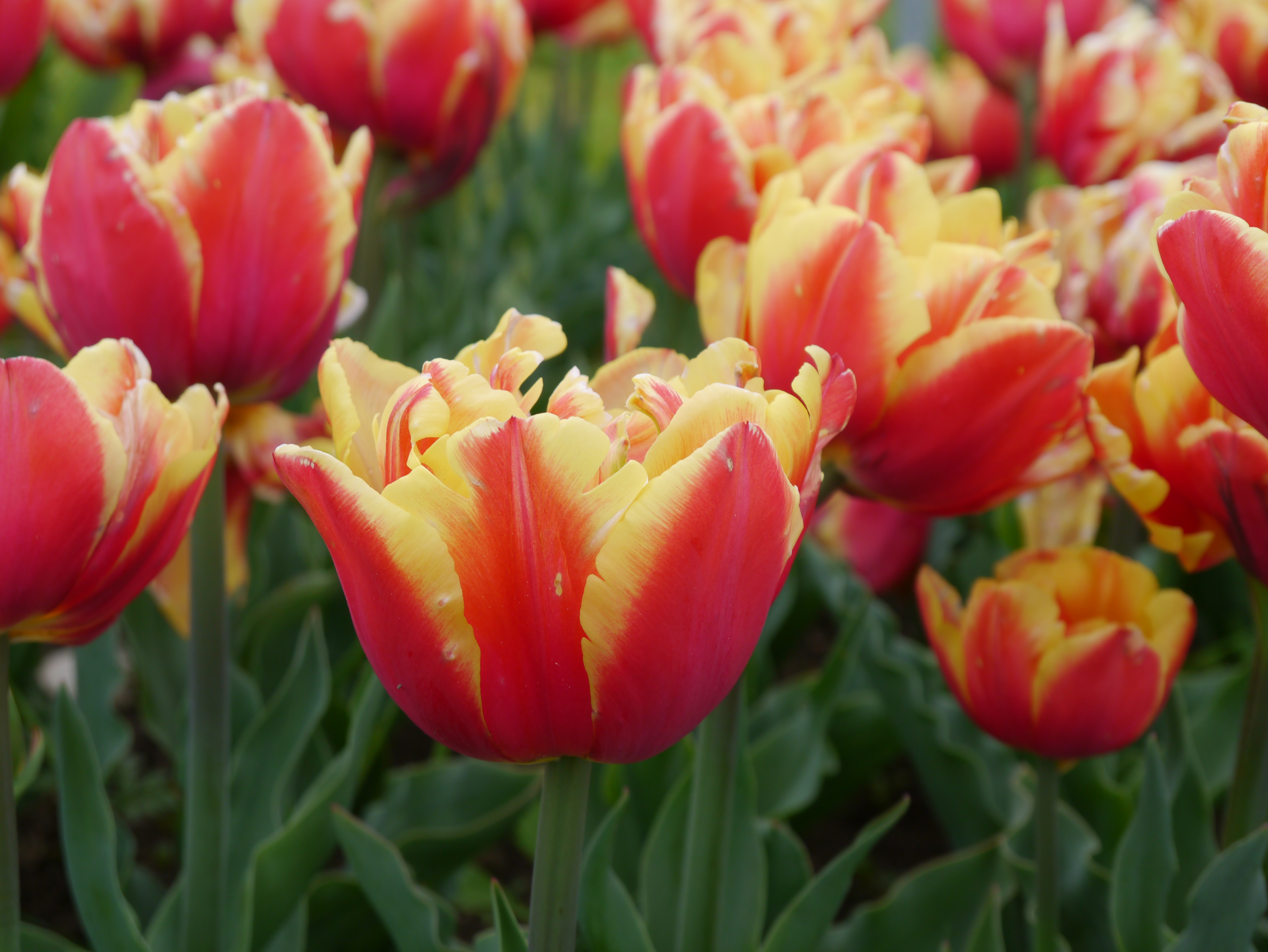 Nahaufnahme von rot-gelb geflammten Tulpen im Blumenbeet mit grünen Blättern