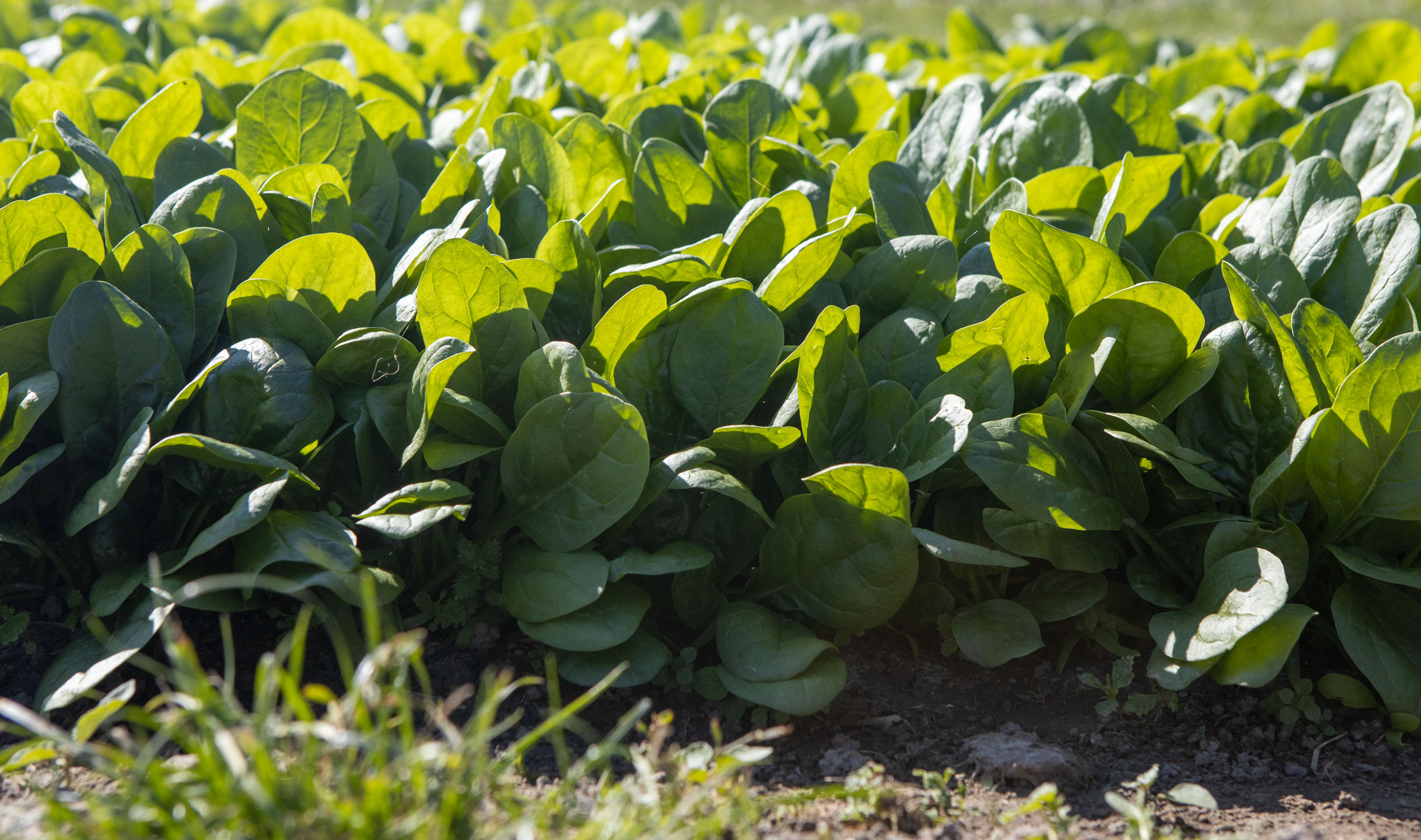 Spinat (Bio) Shelby/Monopa