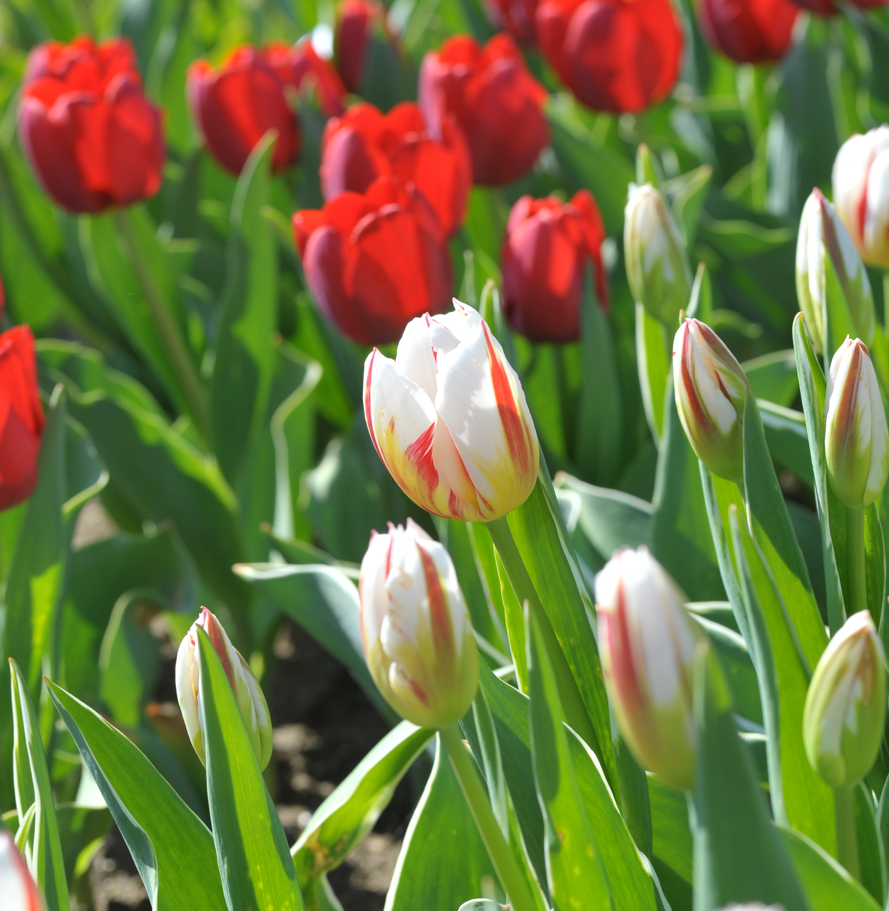 Nahaufnahme: Weiß-rot gemusterte Tulpen im Vordergrund und rote Tulpen im Hintergrund in einem sonnigen Blumenbeet