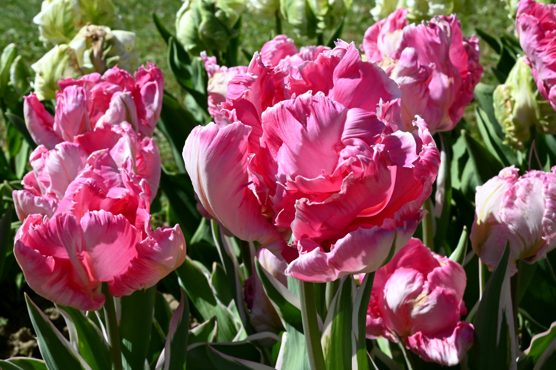 Papagei-Tulpen Elsenburg