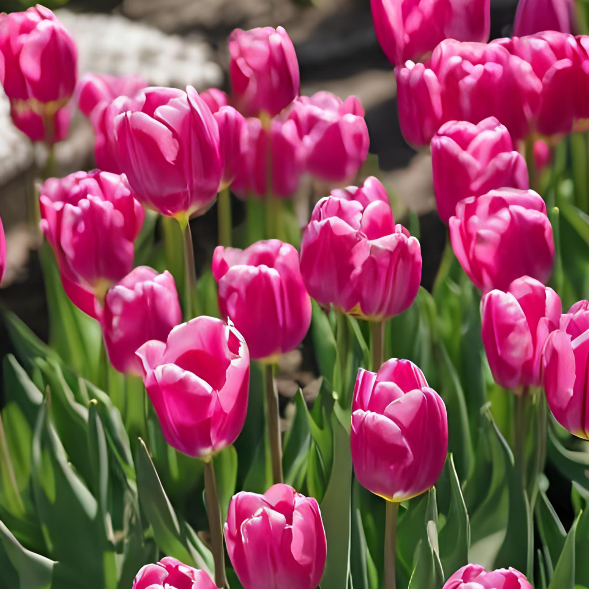 Triumph-Tulpen Pink Triumph, Aktion