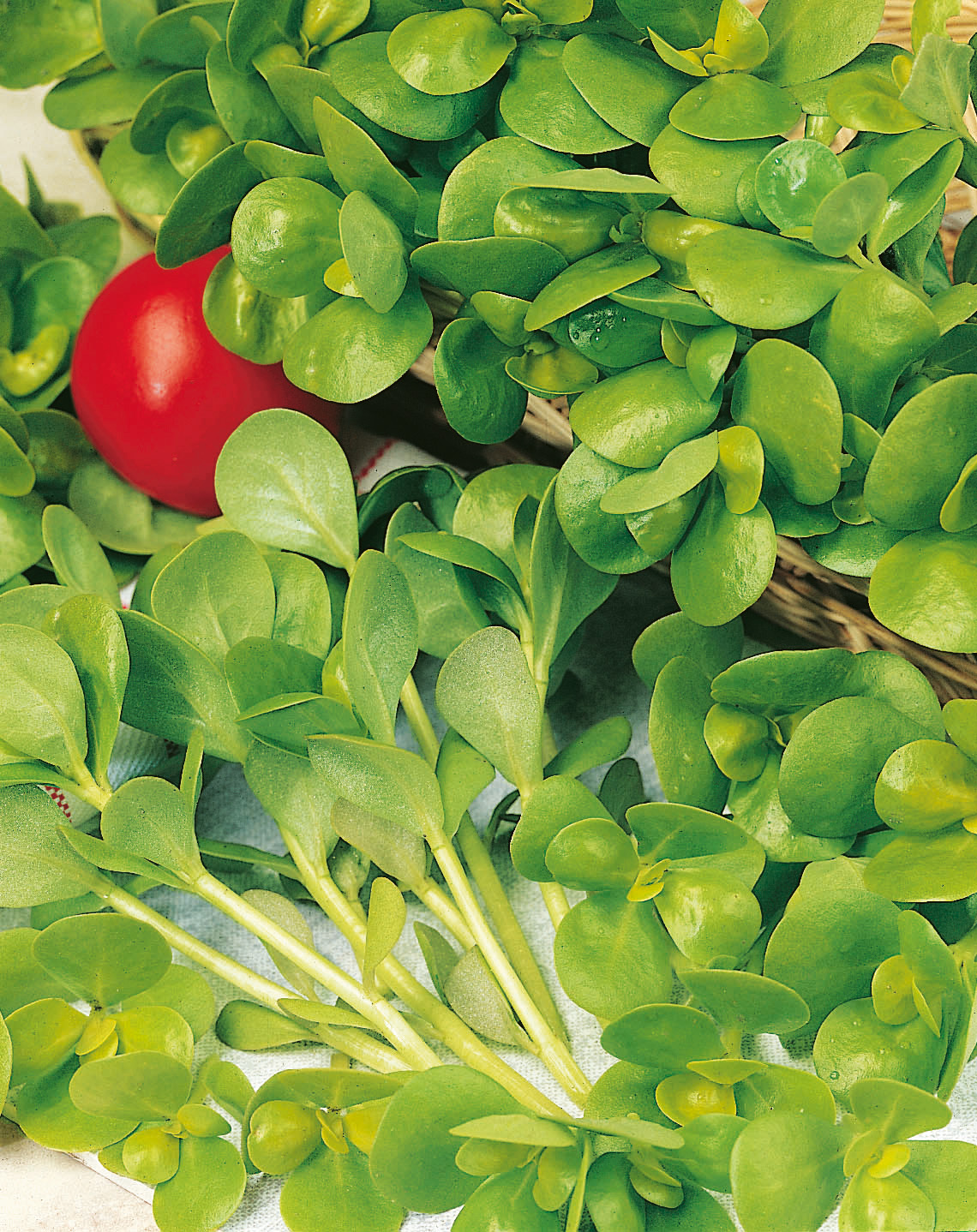 059_Sommerportulak Nahaufnahme frischer grüner Postelein-Blätter in einem Korb, Bündel zur Verwendung als Salatzutat