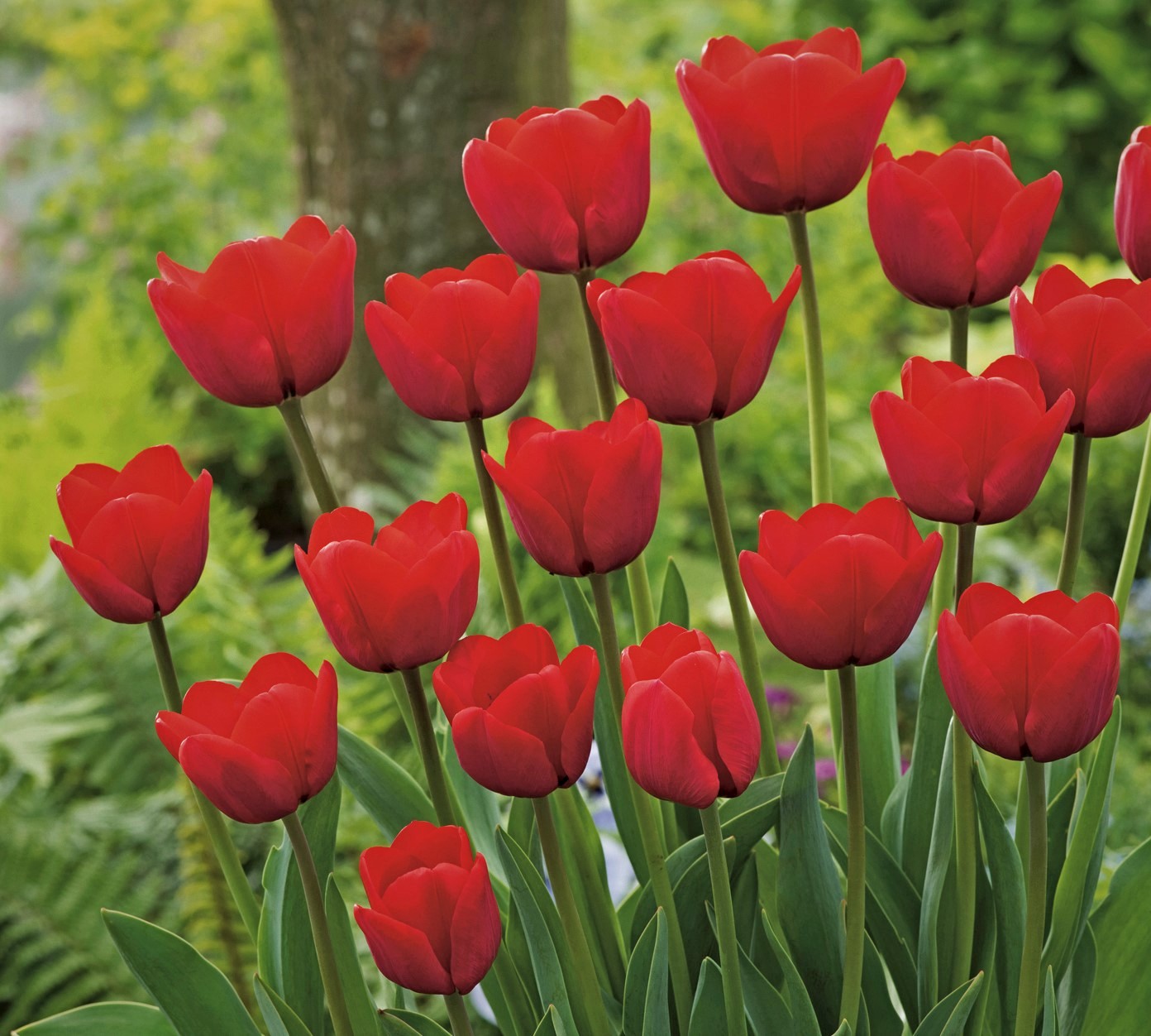 52163_Triumph-Tulpen Ile de France FM Mehrere leuchtend rote Tulpen (Tulipa) in einem Gartenbeet vor grünem, unscharfem Hintergrund; aufrechte Stängel und geöffnete Blüten, Nahaufnahme