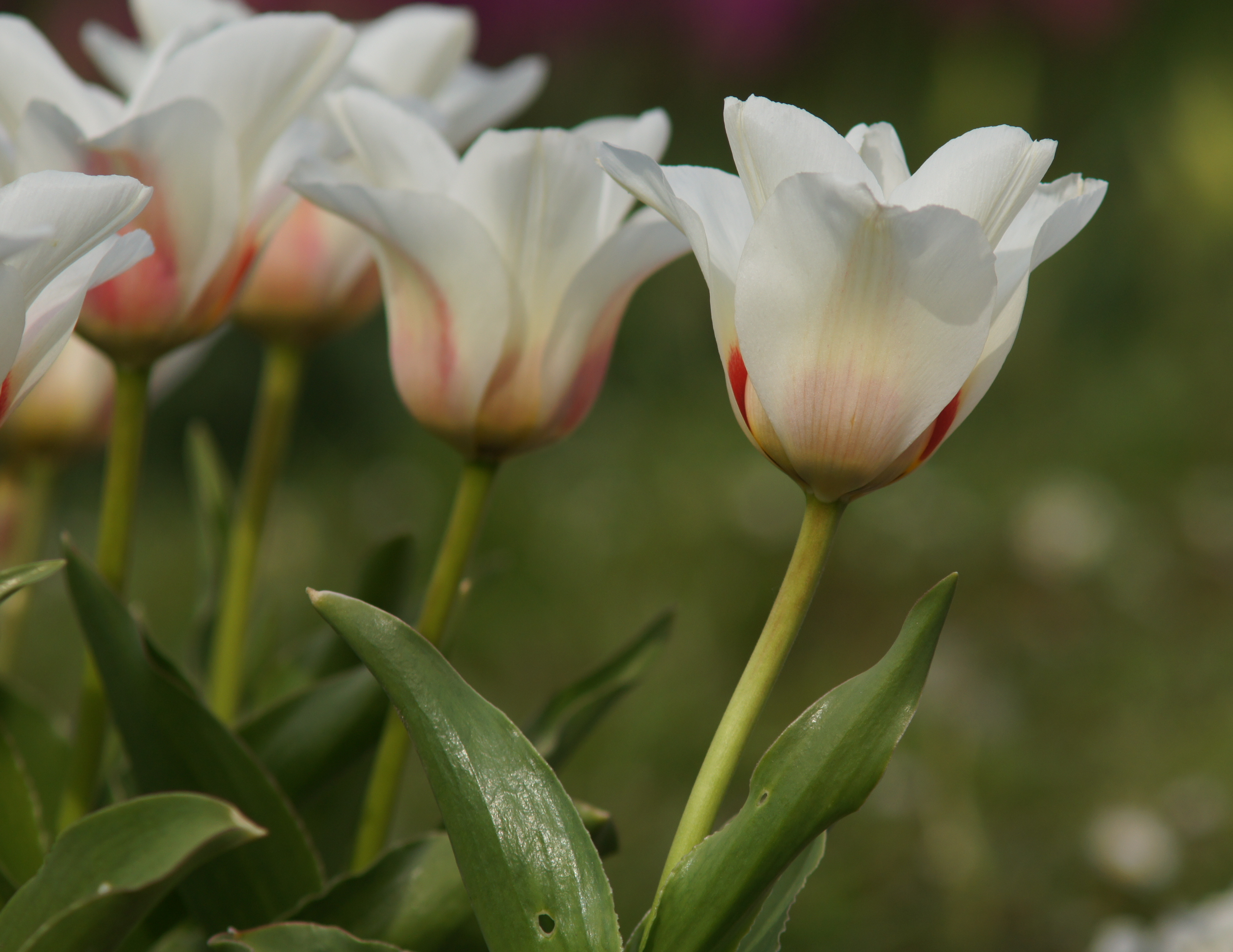 Nahaufnahme von weißen Tulpen mit zartem roten Farbverlauf und grünen Blättern