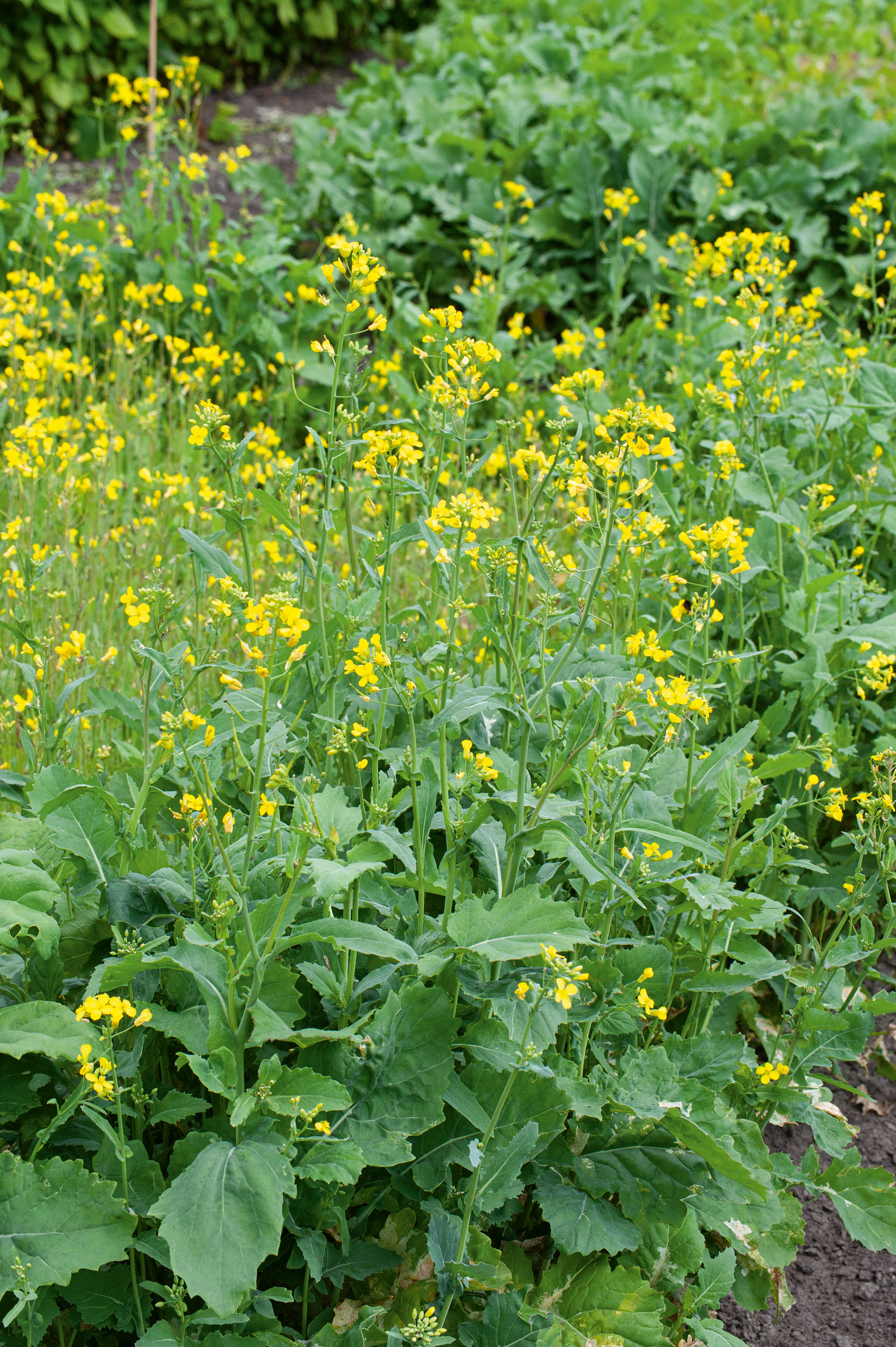 98572_Sommerraps Nahaufnahme blühender gelber Blüten an hohen grünen Pflanzen in einem Gartenbeet