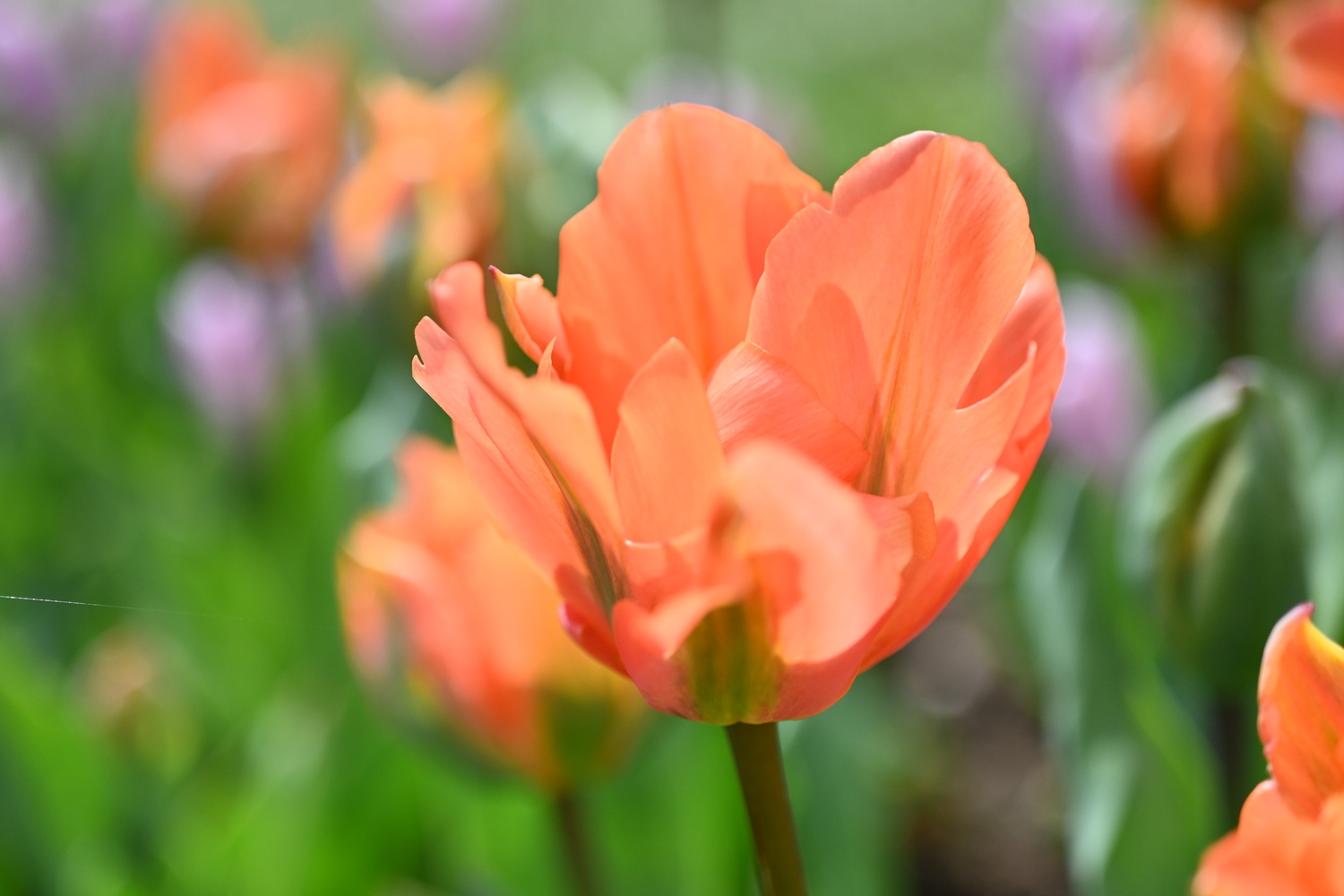 Nahaufnahme einer orangefarbenen Tulpe mit geöffneten Blütenblättern vor unscharfem grünem Bokeh-Hintergrund