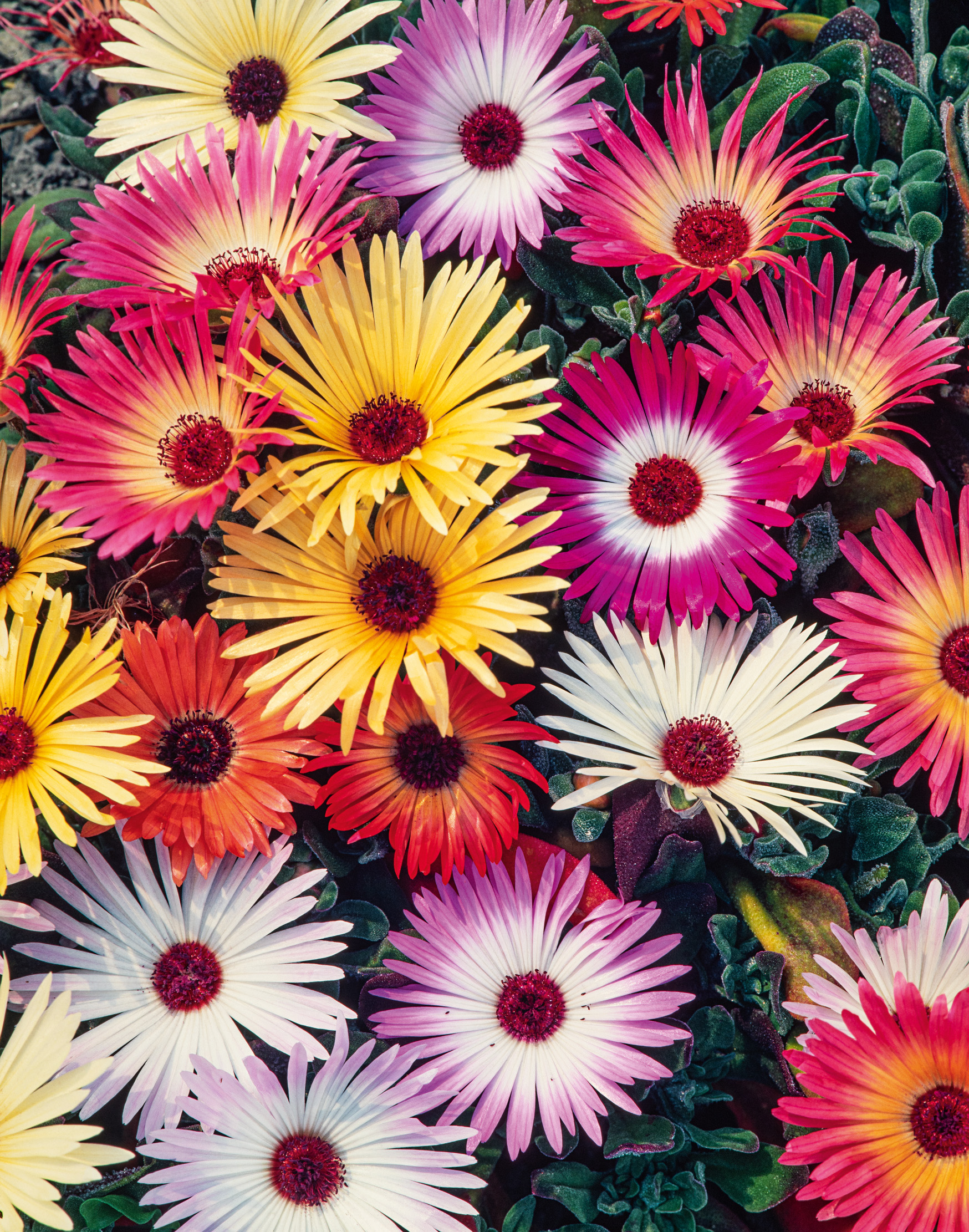 Nahaufnahme bunter Mittagsblumen: gelbe, pinke, rote und weiße Blüten mit kontrastierendem rotem Zentrum auf grünen Blättern
