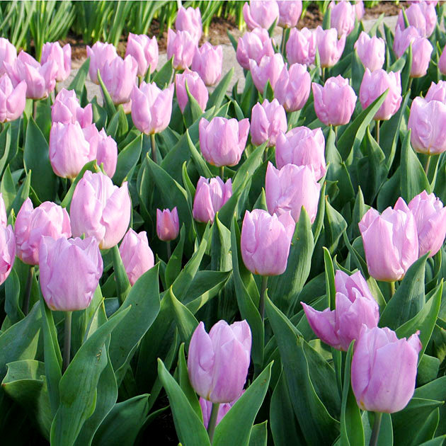 Nahaufnahme rosa Tulpen in einem Blumenbeet mit grünen Blättern, viele blühende Frühlingsblumen