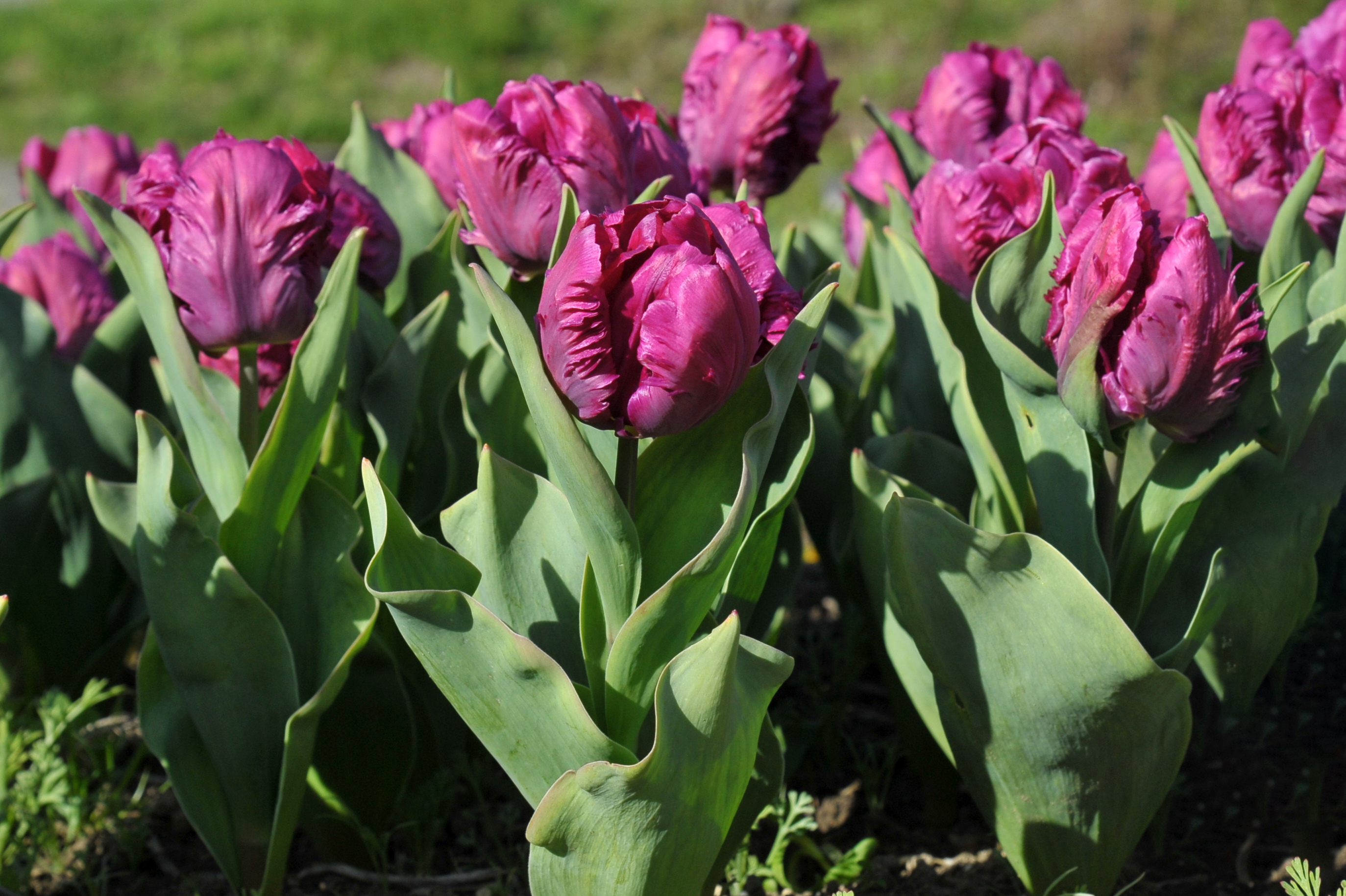 Nahaufnahme von lila, gefransten Tulpen mit breiten grünen Blättern in einem sonnigen Gartenbeet
