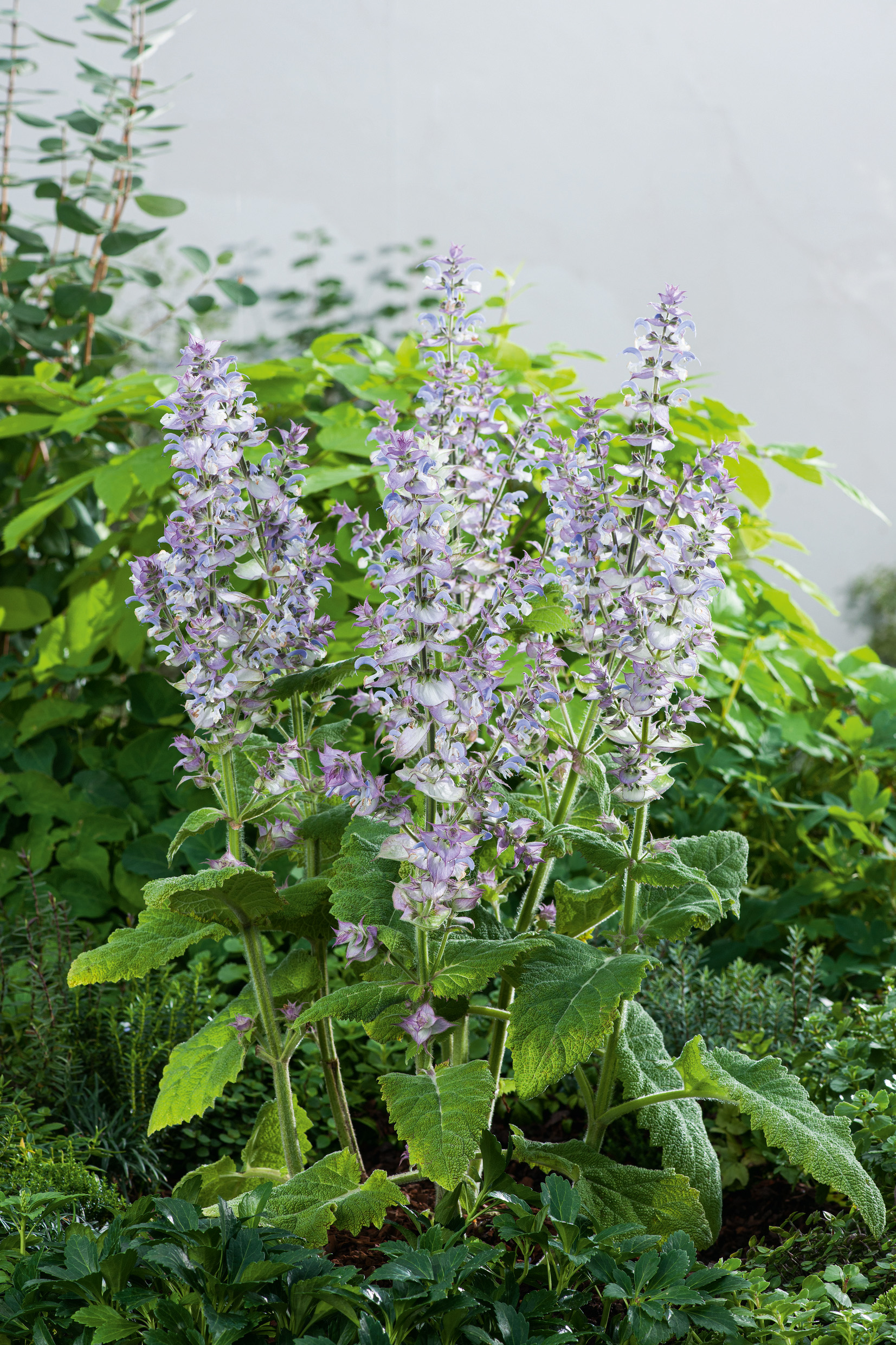 92131_Muskateller Salbei Muskatellersalbei (Salvia sclarea) mit hohen lila-weißen Blütenspindeln und großen, samtig behaarten grünen Blättern in einem Gartenbeet, mehrjährige Zier- und Duftstaude