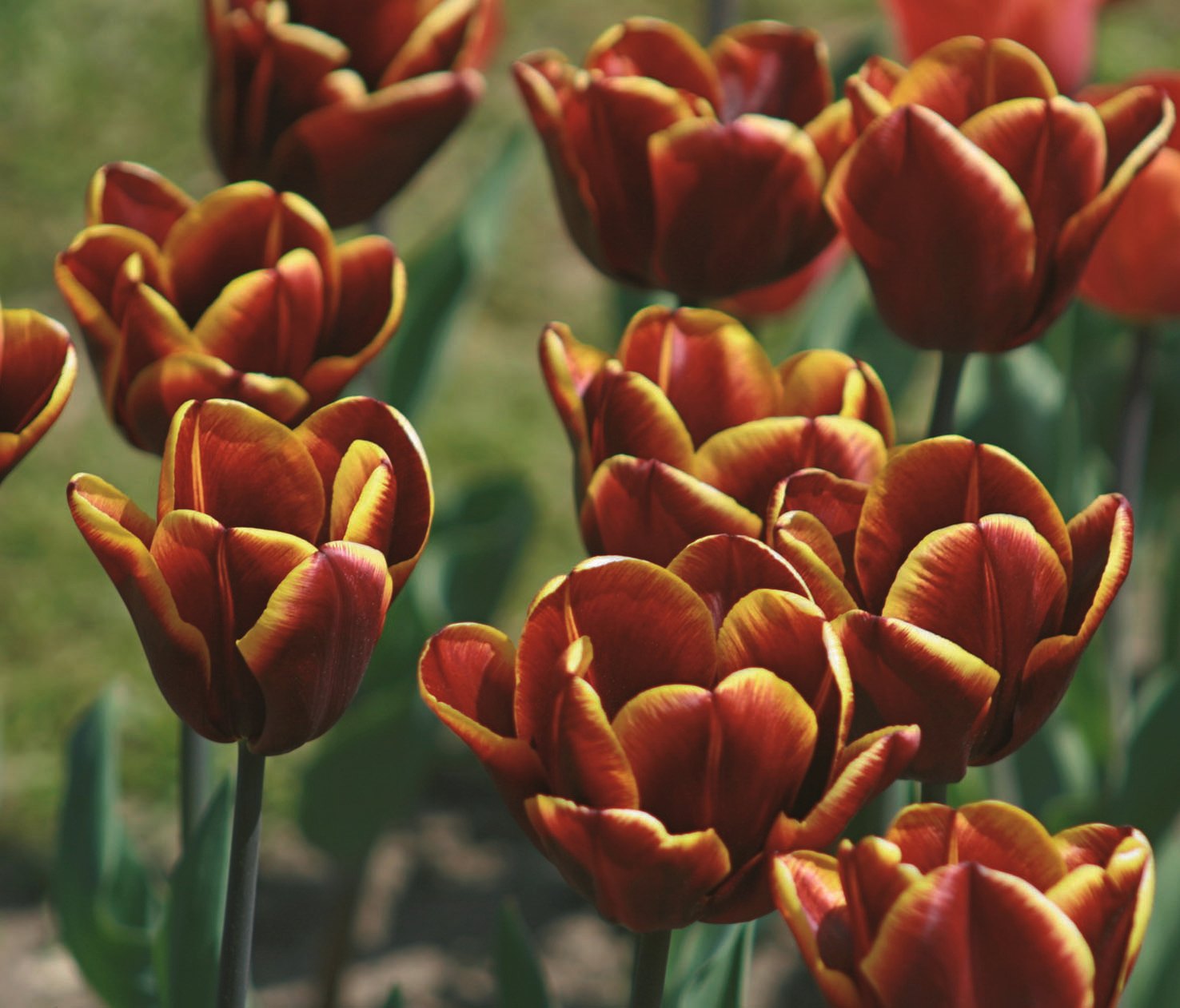 Triumph-Tulpen Gavota