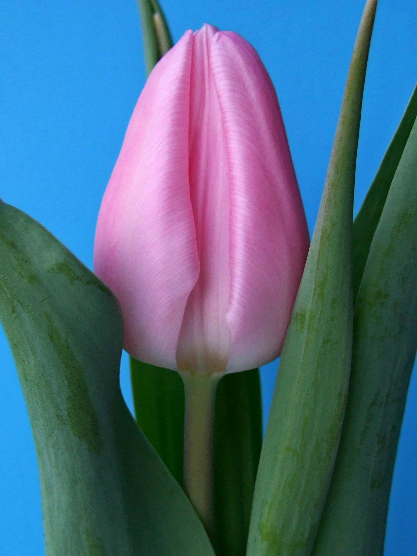 Nahaufnahme einer rosa Tulpenknospe mit grünen Blättern vor blauem Hintergrund
