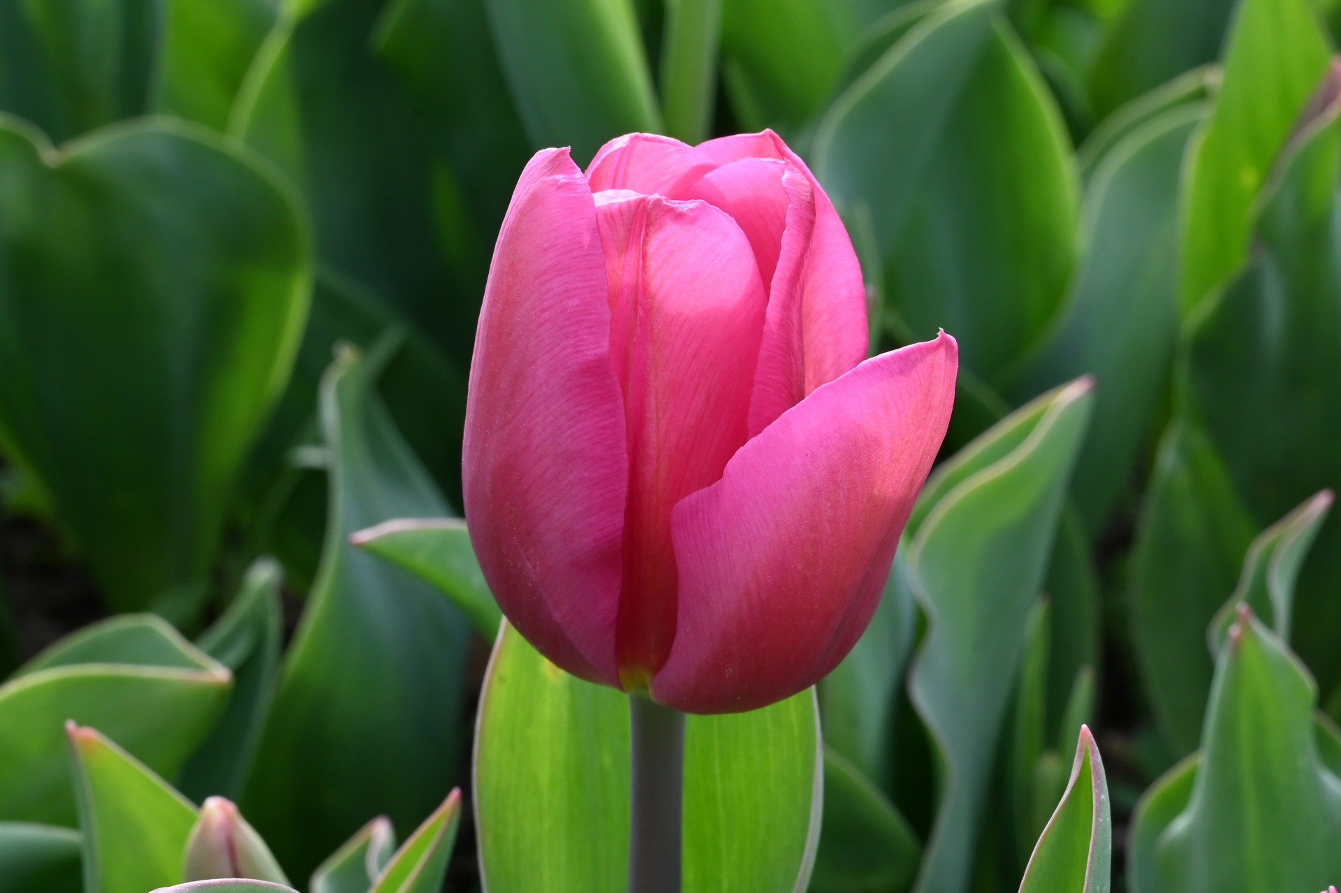 Triumph-Tulpen Carola