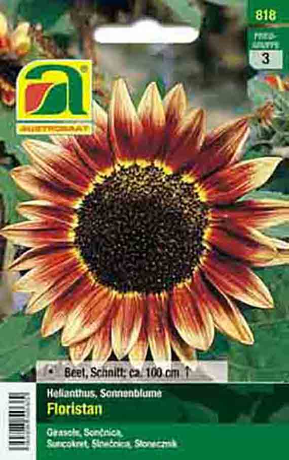Saatgut-Packung Sonnenblume Floristan mit großer Blüte in Rot- und Orangetönen und dunklem Samenzentrum, für Beet und Schnitt, Wuchshöhe ca. 100 cm