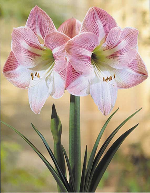 Amaryllis Galaxy, präpariert Appleblossom