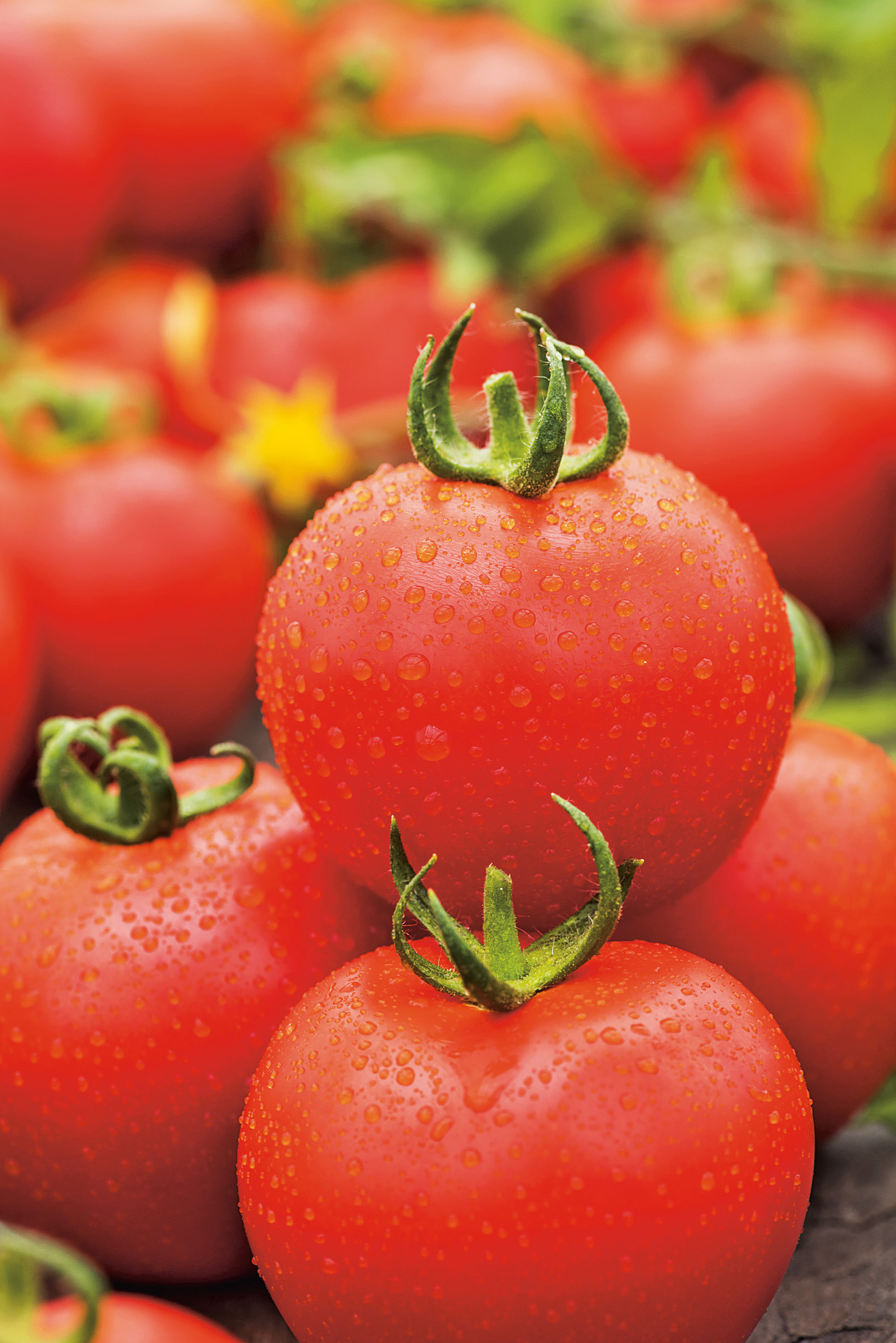Frische rote Tomaten mit Wassertropfen und grünen Stielen, Nahaufnahme