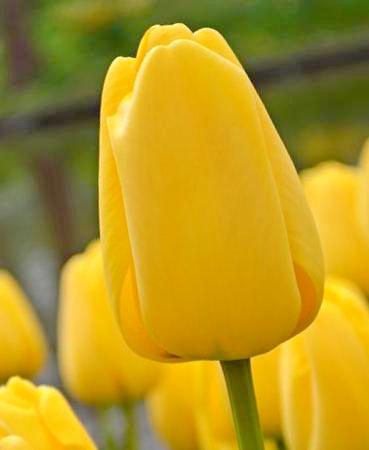 Einzelne gelbe Tulpenblüte in Nahaufnahme, glänzende Blütenblätter, grüner Stiel, unscharfer Hintergrund mit weiteren gelben Tulpen