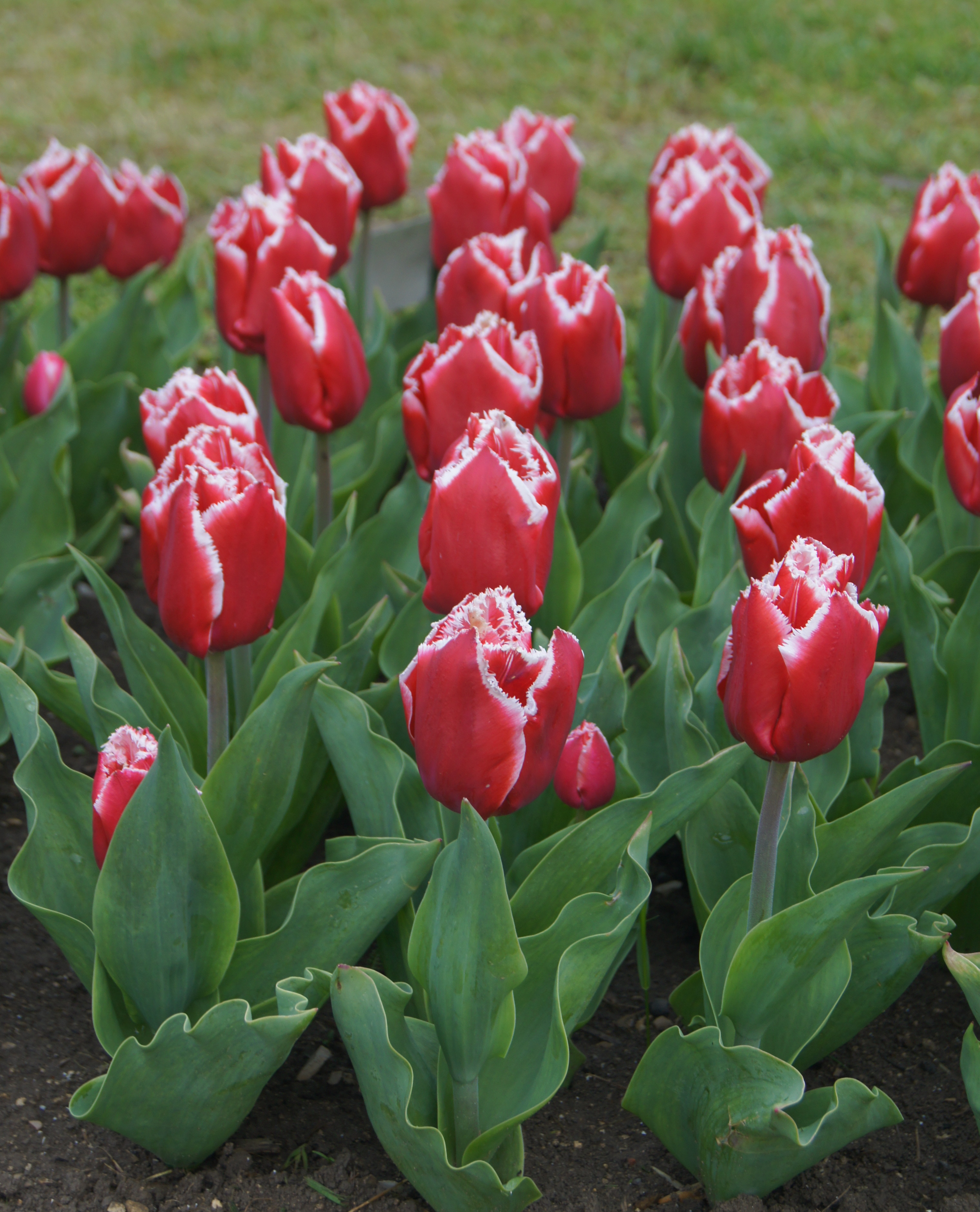 Nahaufnahme roter Tulpen mit weiß gezackten Fransen an den Blütenrändern in einem Blumenbeet