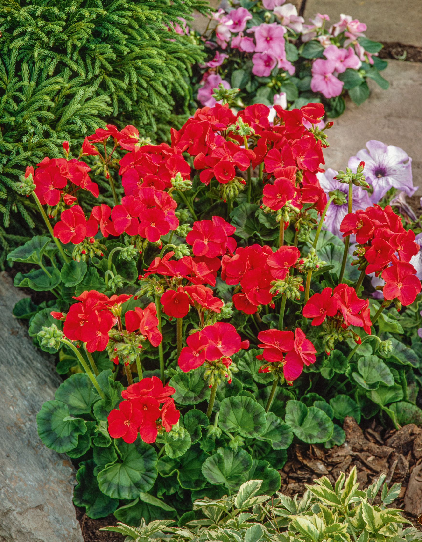 Rote Balkon-Geranien (Pelargonien) in blühendem Beet mit grünen Blättern und bunten Begleitpflanzen