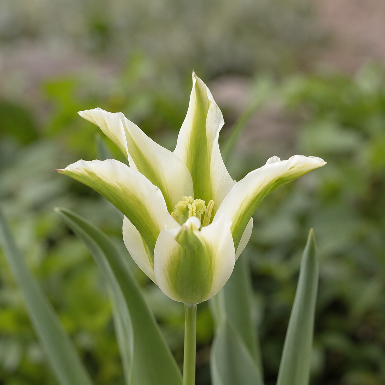 Lilienblütige Tulpen Greenstar