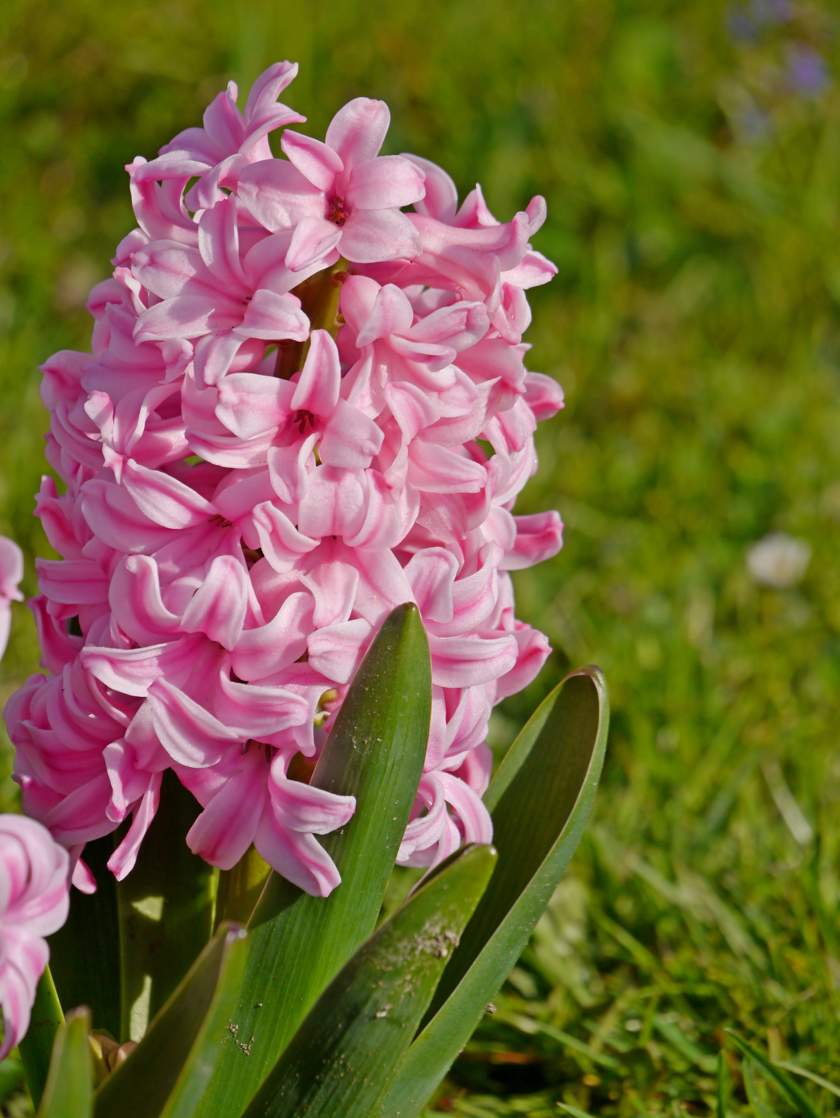 Nahaufnahme einer rosa Hyazinthe mit grünen Blättern vor grünem Rasen