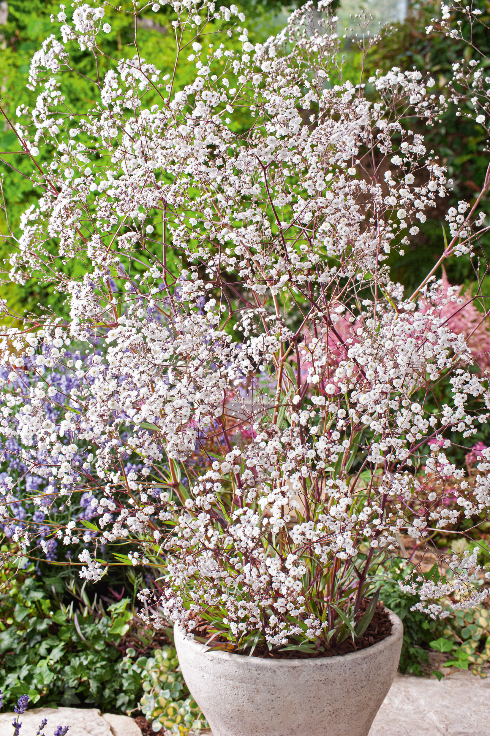 2850_Gypsophila Bristol Fairy Schleierkraut (Gypsophila) in großem Pflanzkübel, zahlreiche filigrane weiße Blütenrispen, grüner Gartenhintergrund
