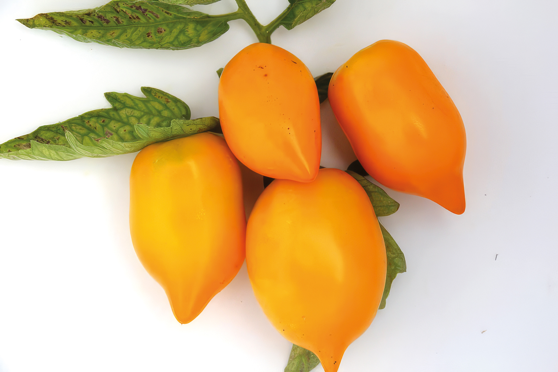Tomate Citrina