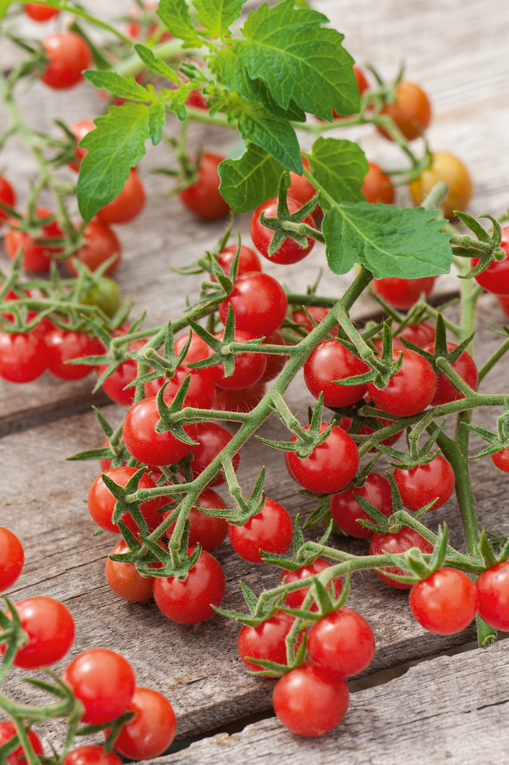 Nahaufnahme von roten Cherry-Tomaten an der Rispe mit grünen Blättern auf rustikalem Holzbrett