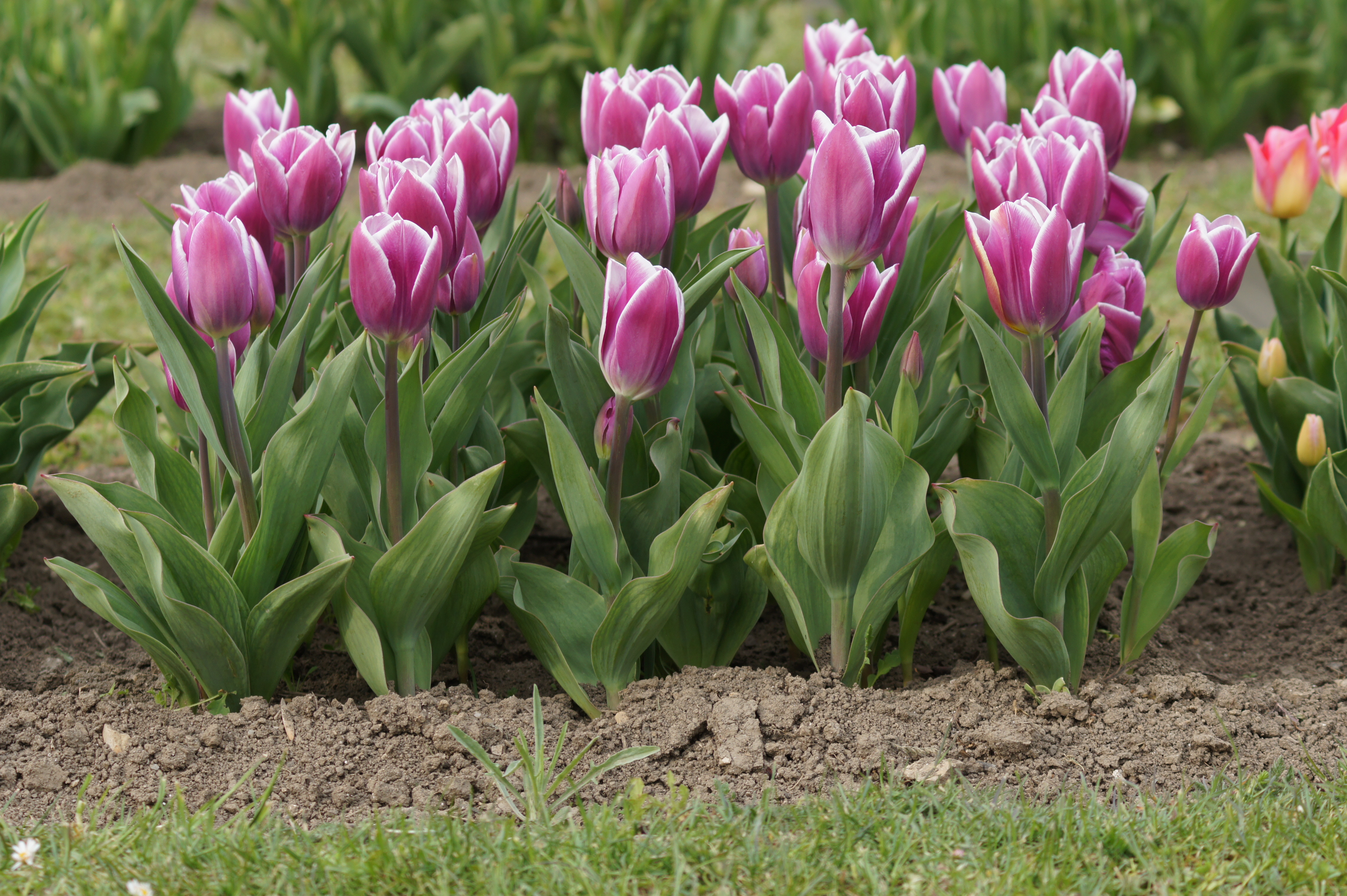 Reihe violett-weißer Tulpen im Blumenbeet, Nahaufnahme mit grünen Blättern und lockerer Erde