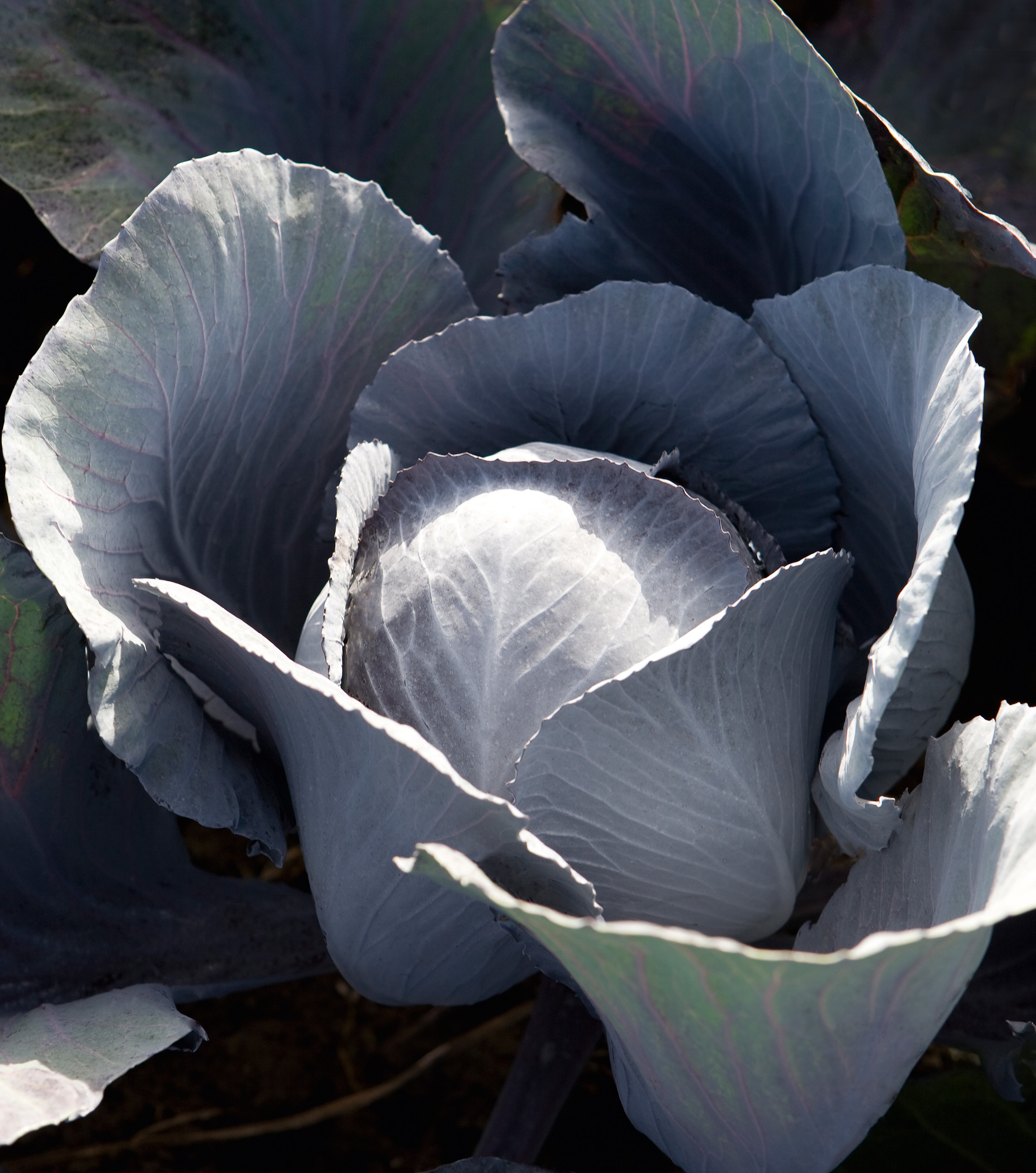 90949_Rotkohl Integro F1 (Bio) Nahaufnahme eines reifen Rotkohlkopfes mit geöffneten, gewellten Blättern in bläulichen bis lilafarbenen Tönen, sichtbaren Blattadern und kontrastierendem Licht- und Schattenspiel.