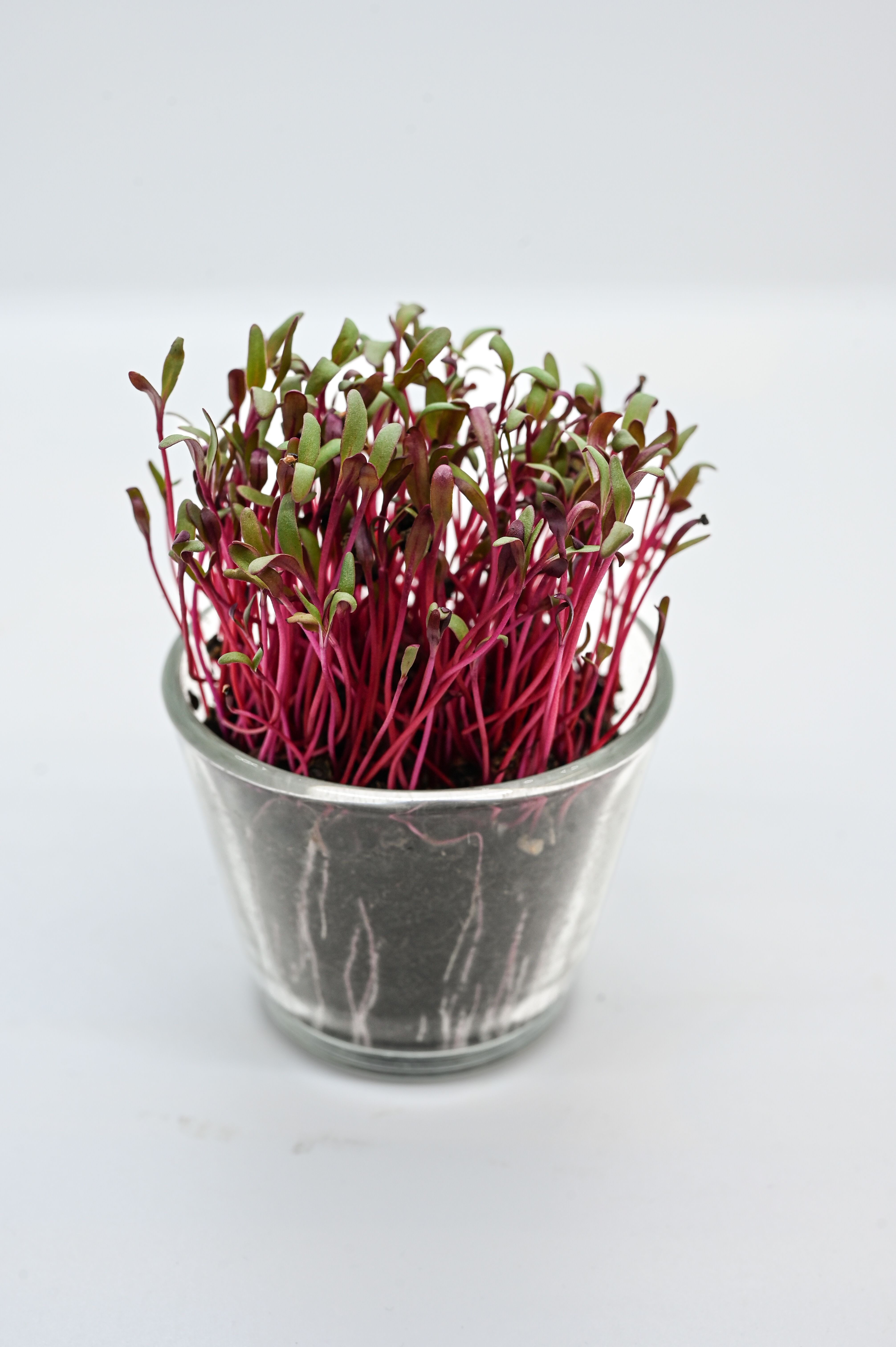 Frische Microgreens mit leuchtend roten Stängeln und kleinen grünen Keimblättern in einem transparenten Glasgefäß auf hellem Hintergrund, ideal als Dekoration oder zum Verzehr