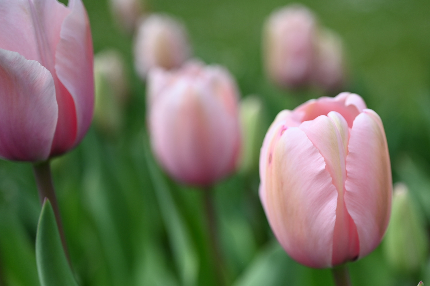 Nahaufnahme von rosa Tulpen mit unscharf grünem Hintergrund