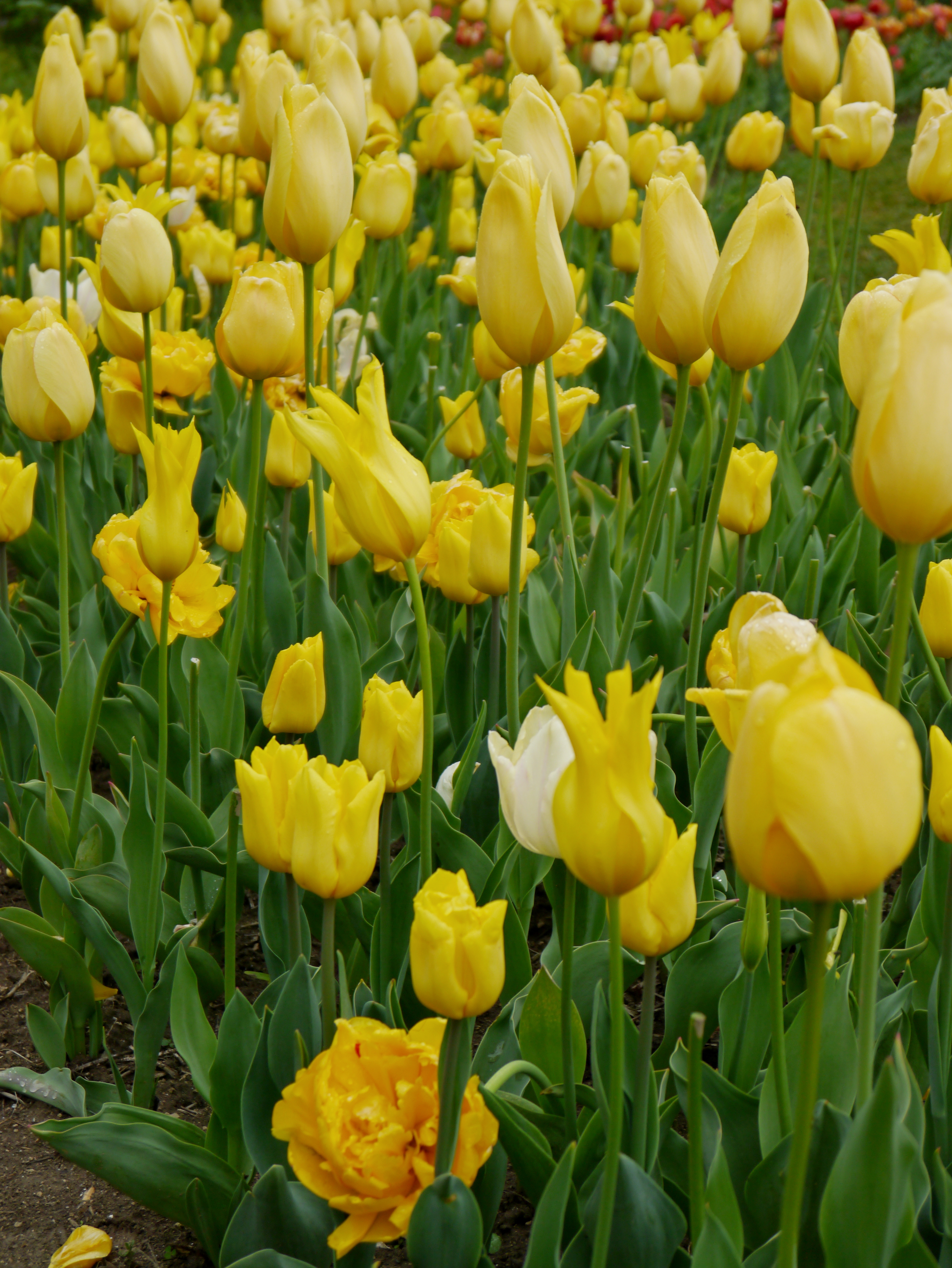 Nahaufnahme eines Blumenbeets mit zahlreichen gelben Tulpen und einzelnen weißen Blüten, grünes Laub und feuchte Erde, Frühlingsstimmung