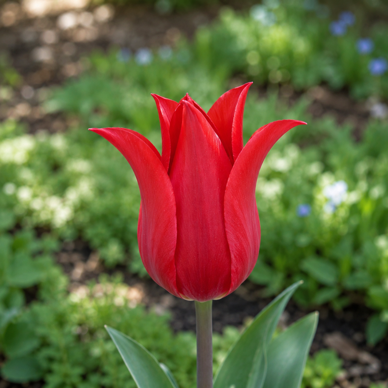 Lilienblütige Tulpen Pretty Woman
